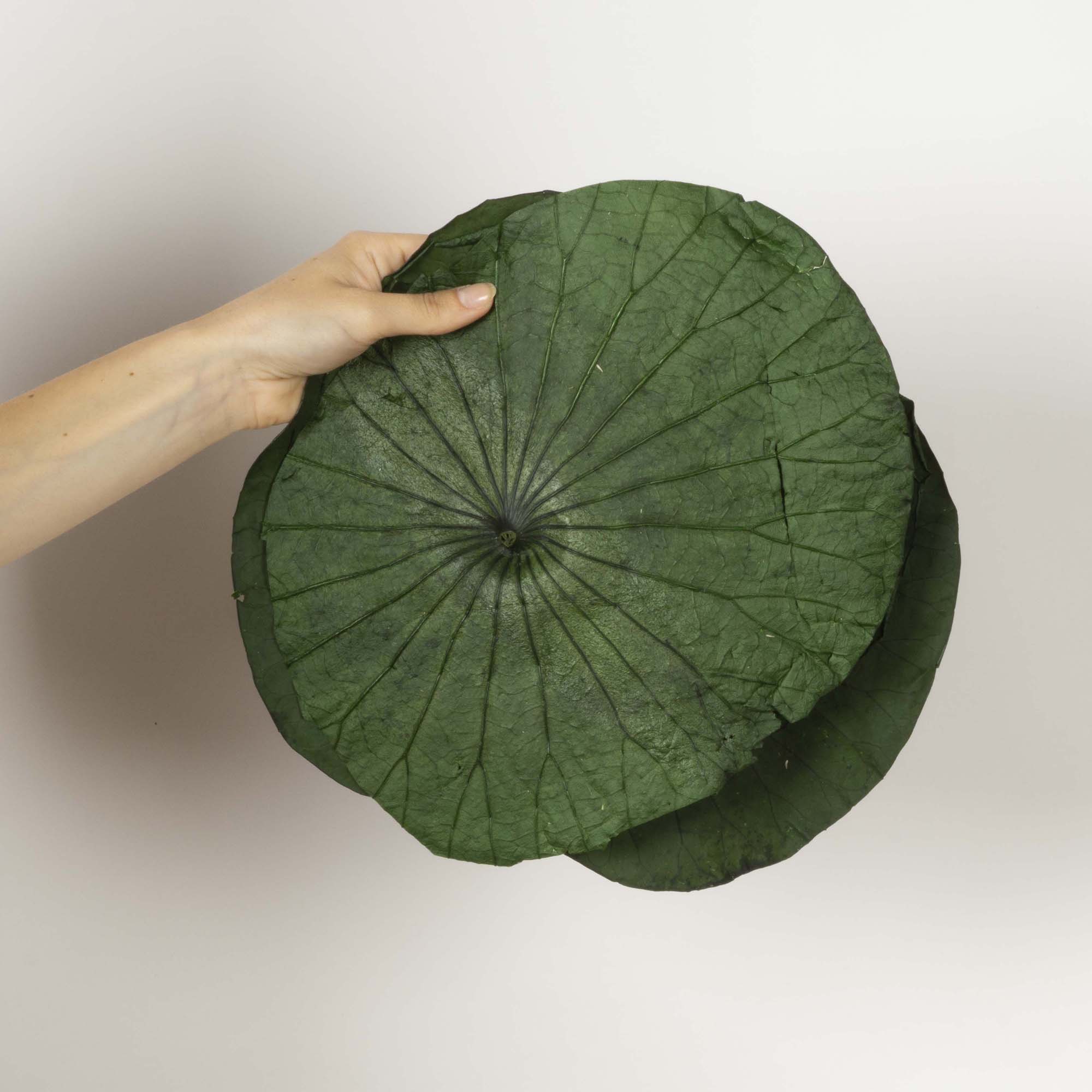 Foglie di Loto
