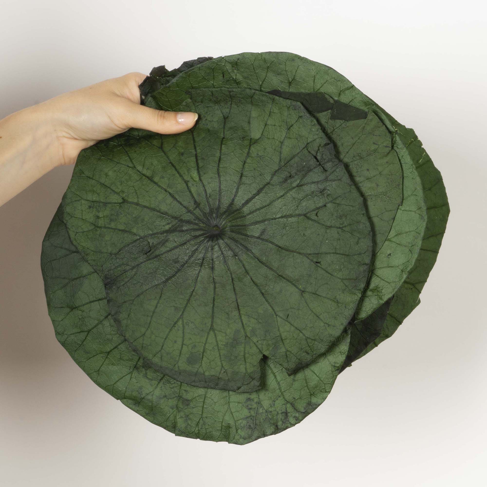 Foglie di Loto - immagine 2