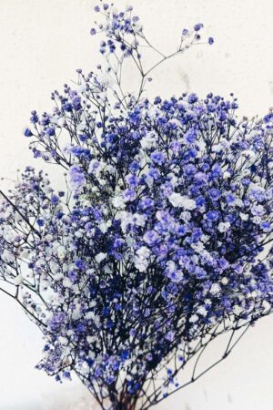Gypsophila lilla stabilizzata