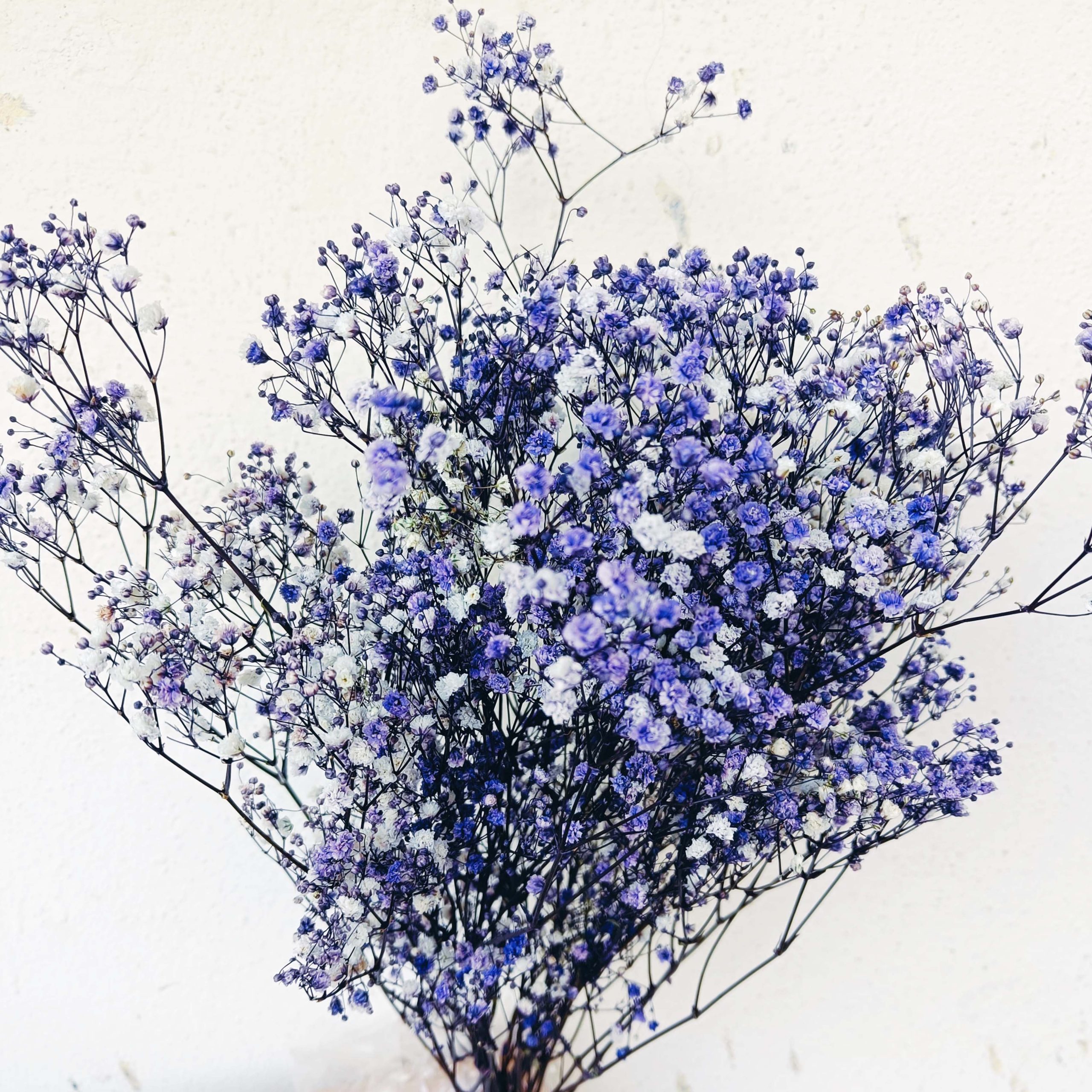 Gypsophila lilla stabilizzata