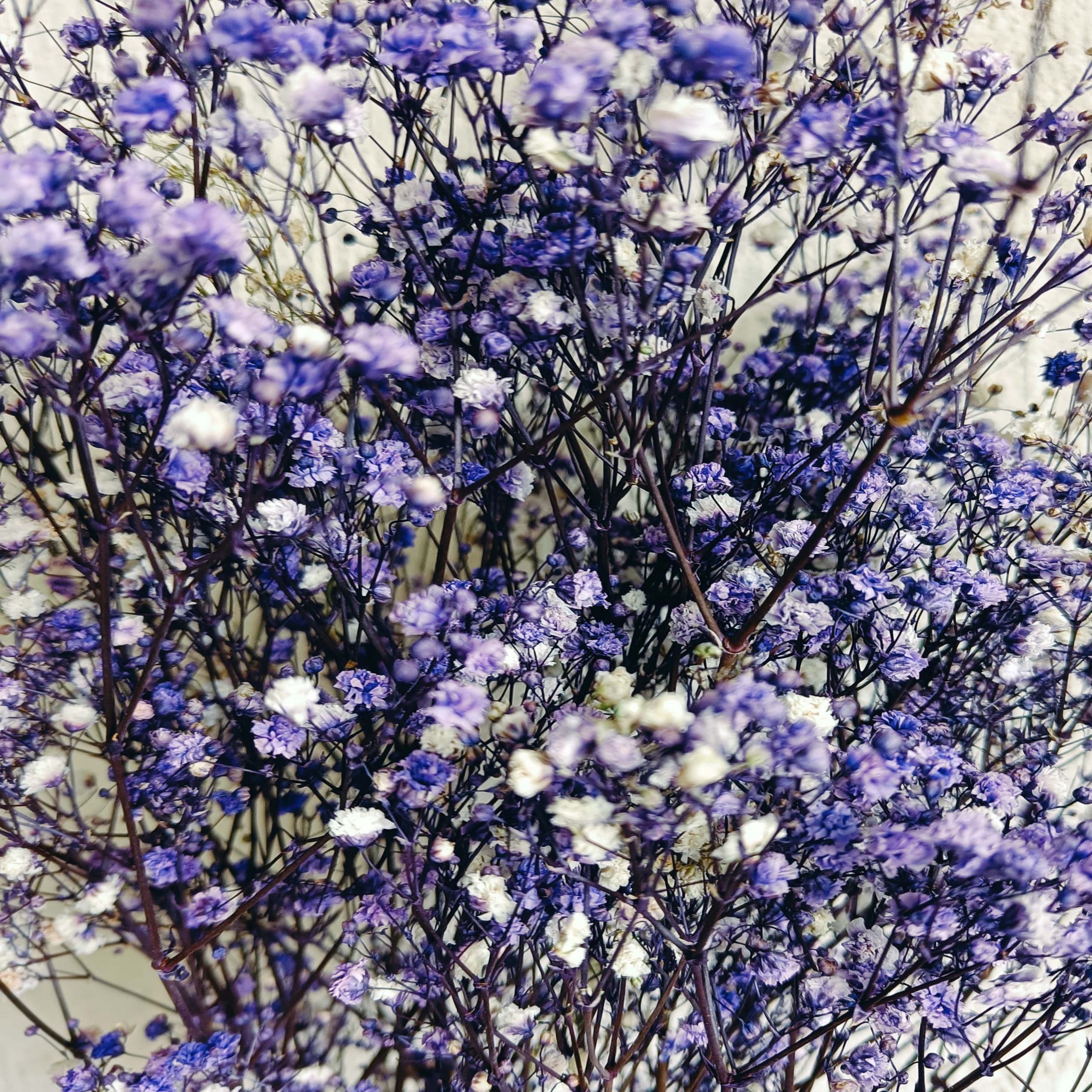 Gypsophila lilla stabilizzata - immagine 3