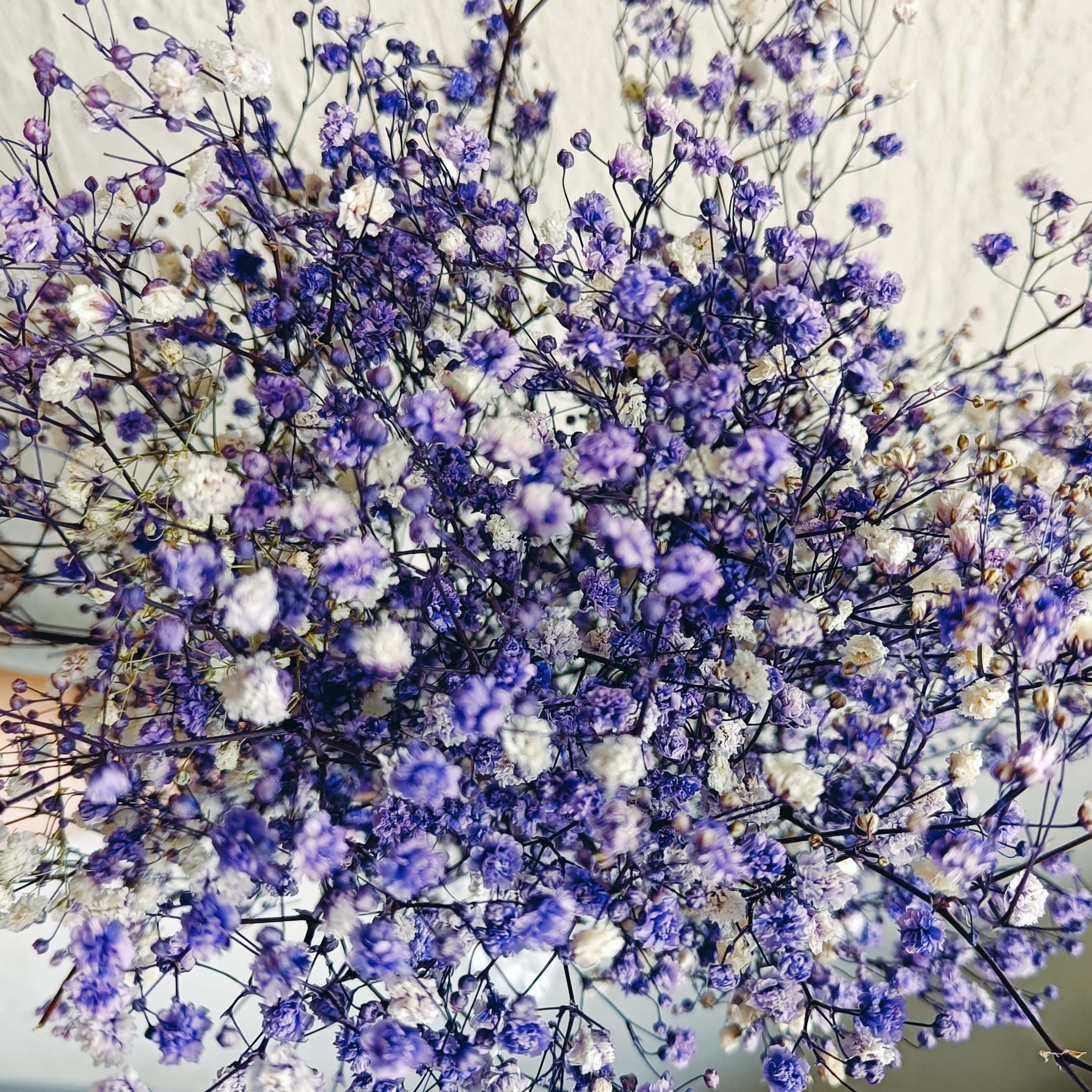 Gypsophila lilla stabilizzata - immagine 2