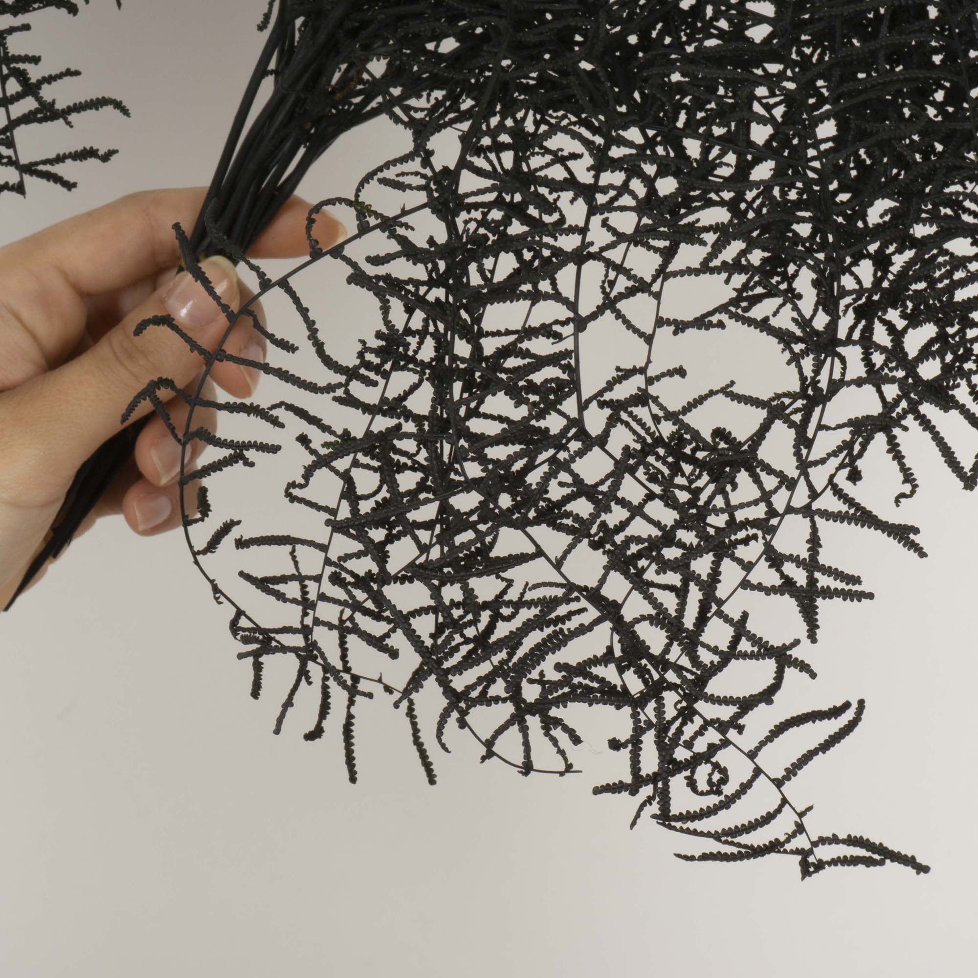 Helecho Coral nero - immagine 2