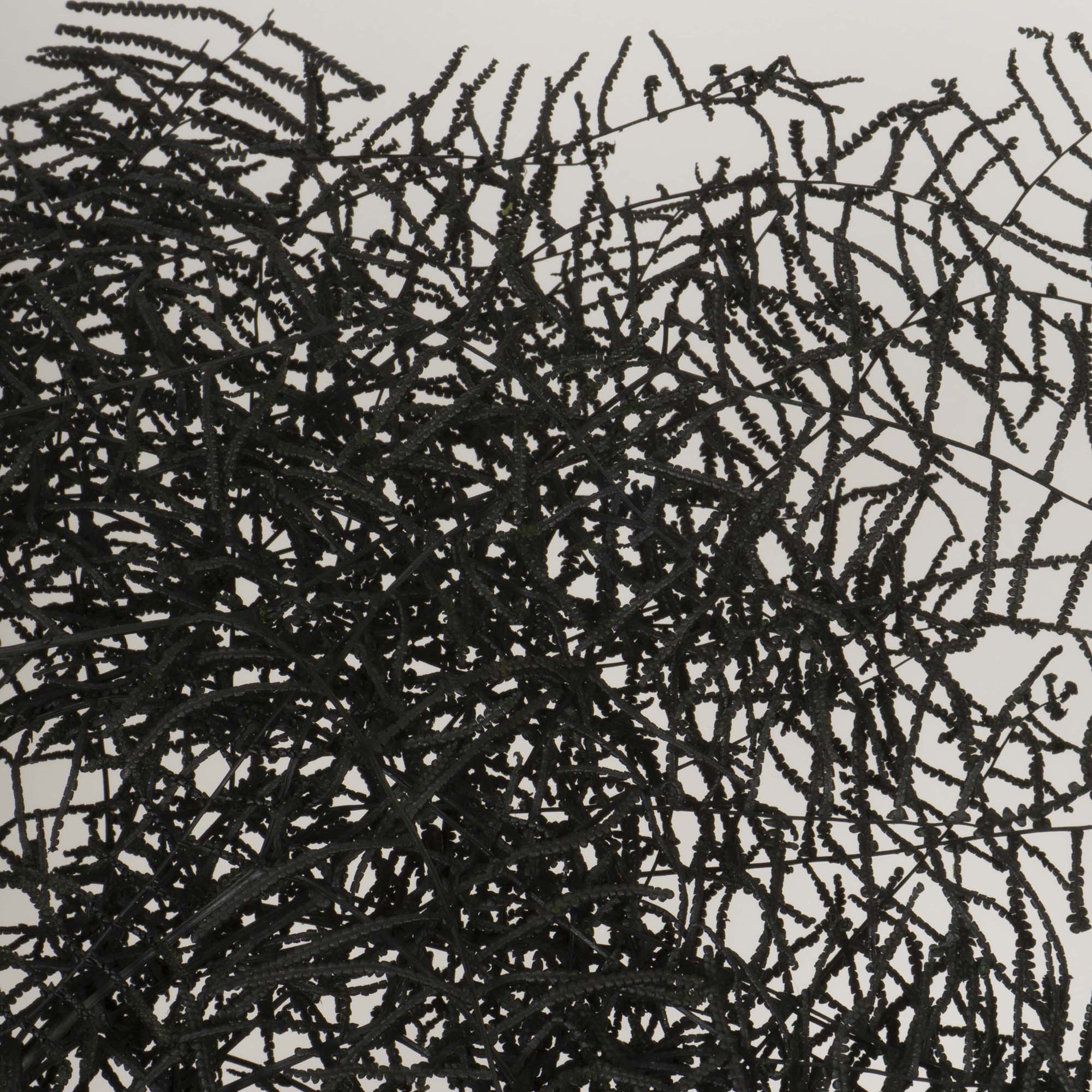 Helecho Coral nero - immagine 3