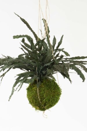 Kokedama Felce Dragon