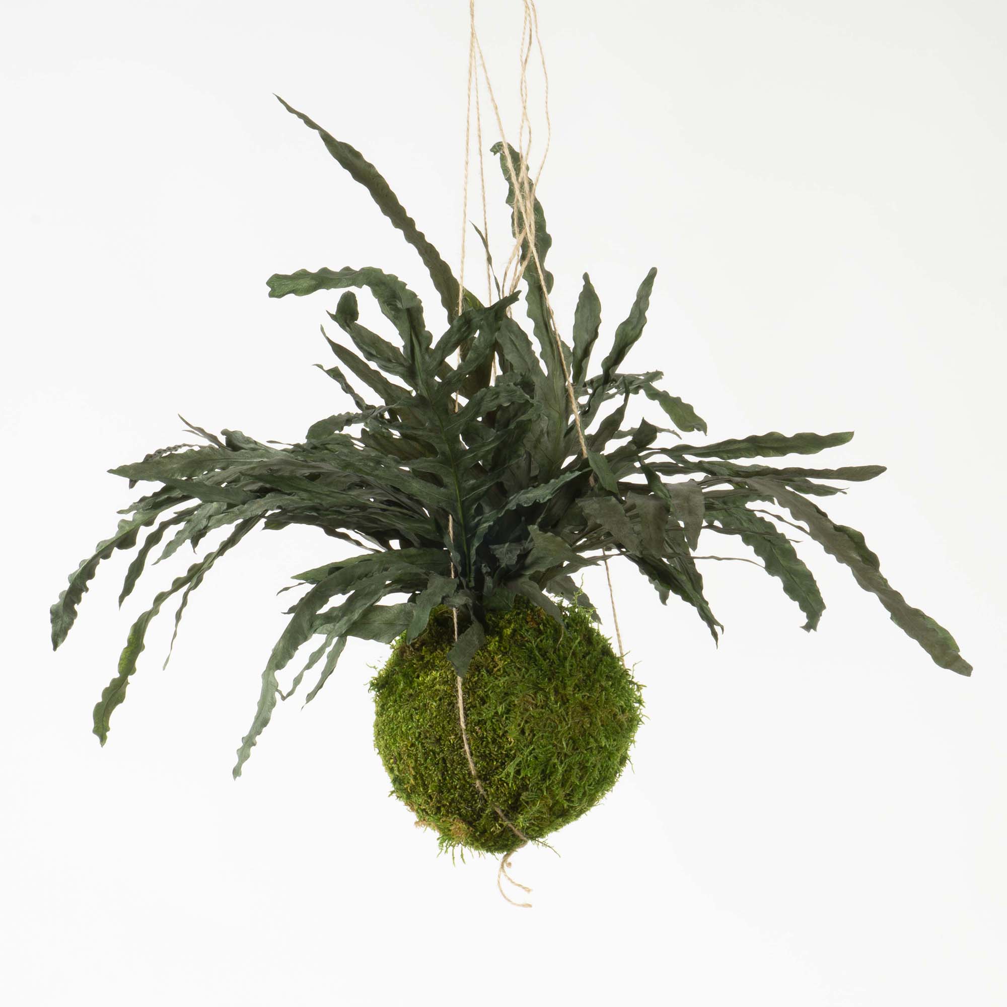 Kokedama Felce Dragon