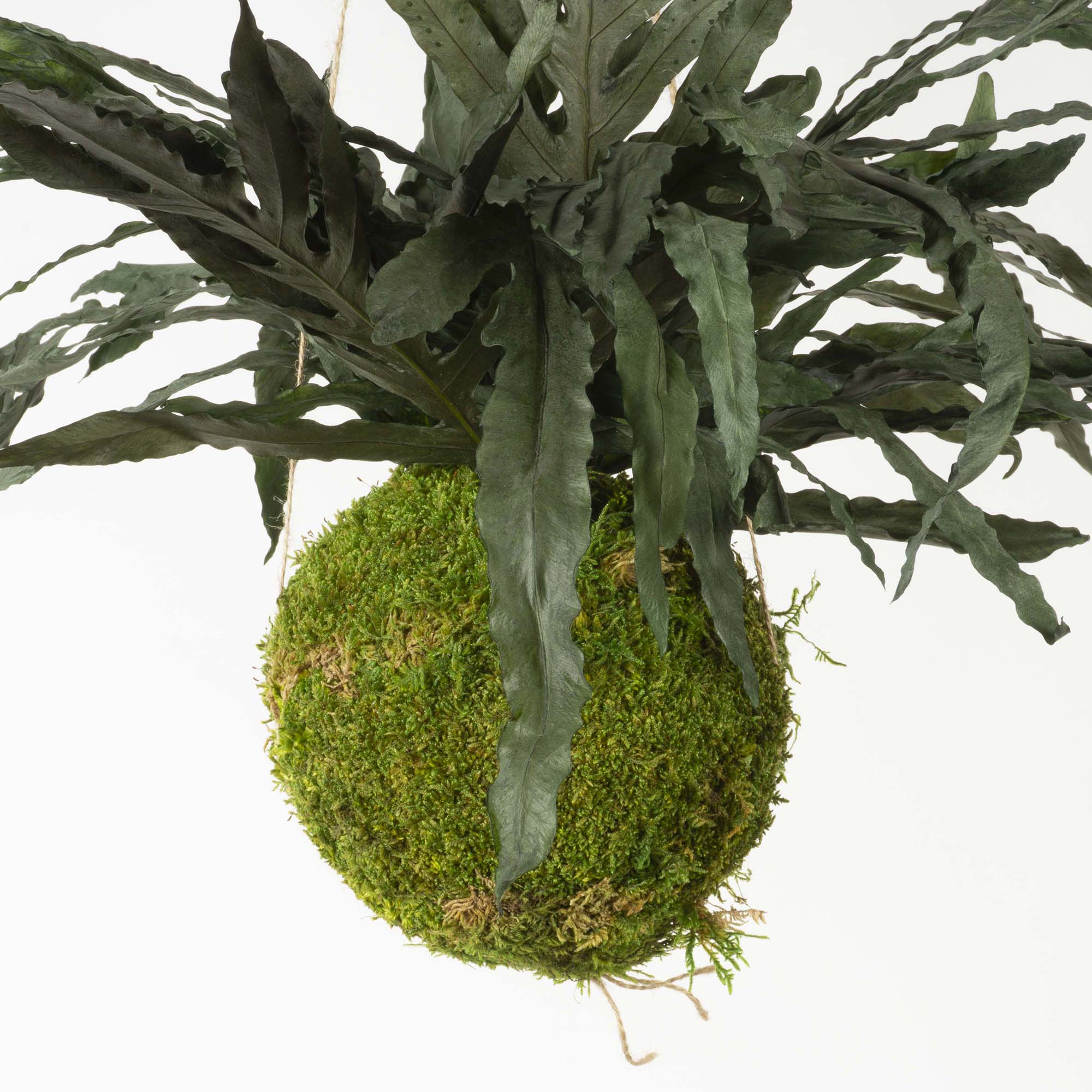 Kokedama Felce Dragon - immagine 2