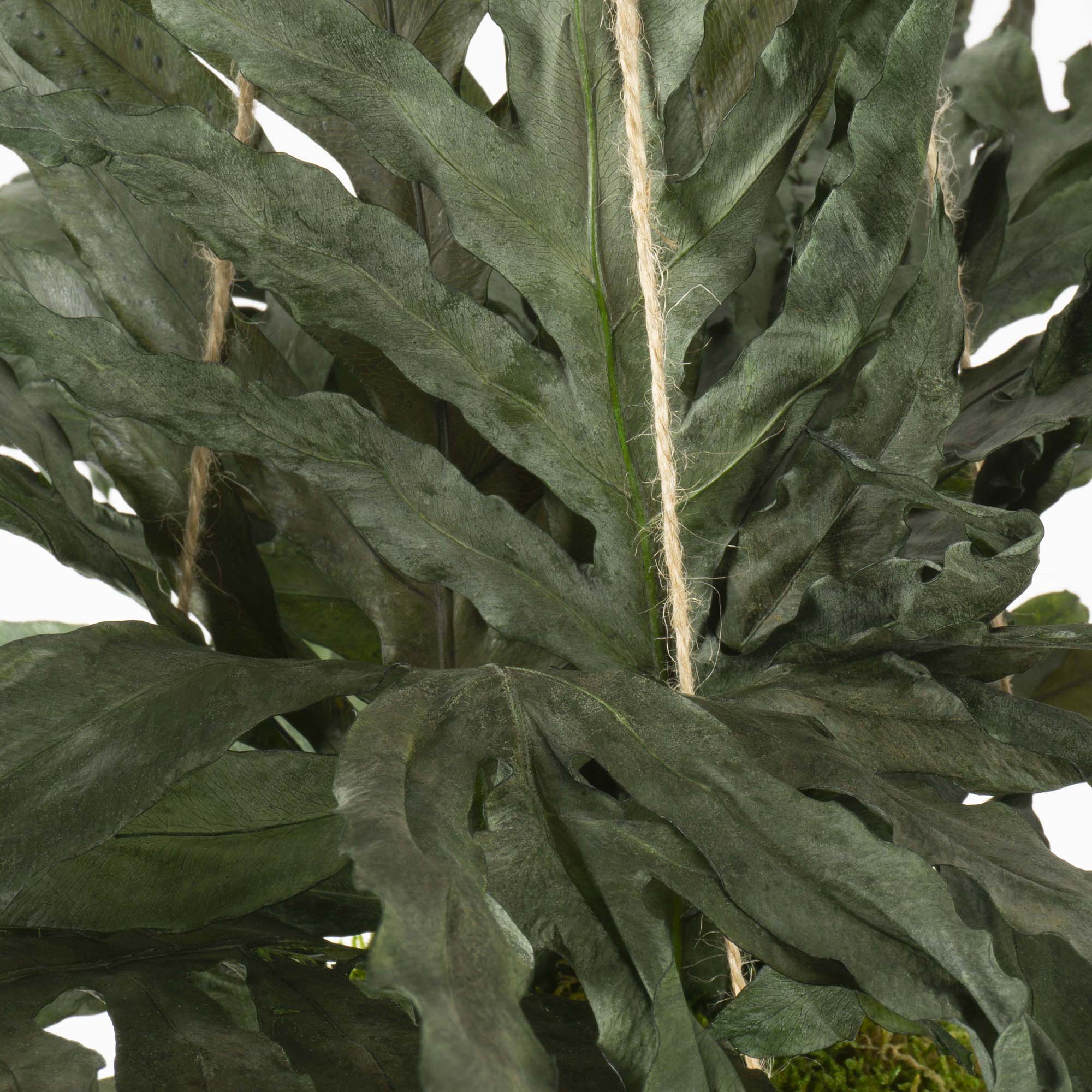 Kokedama Felce Dragon - immagine 4