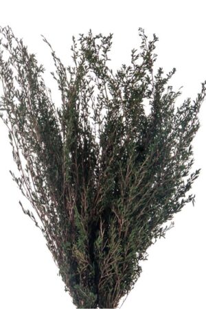 Lepto Myrtifolia