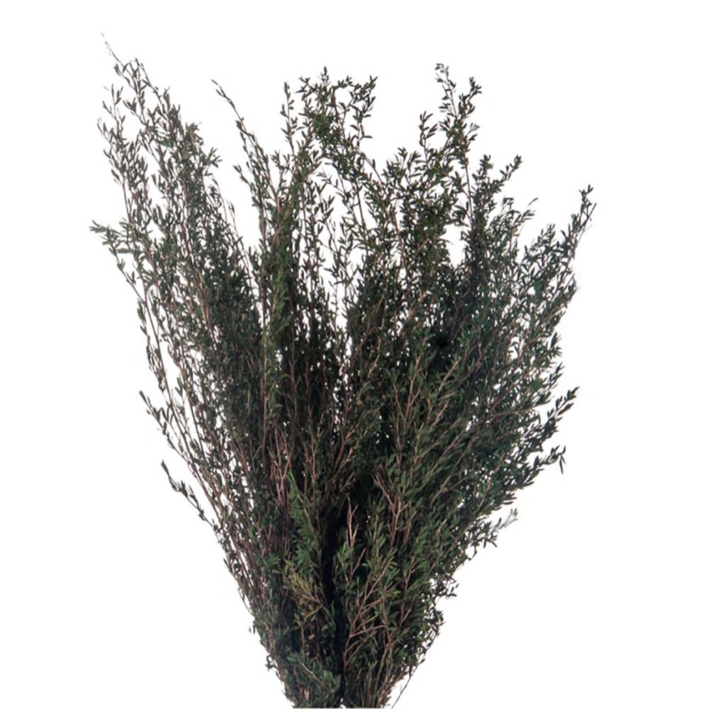 Lepto Myrtifolia