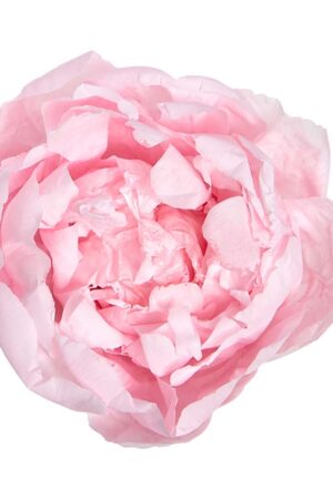 Box Peonia stabilizzata