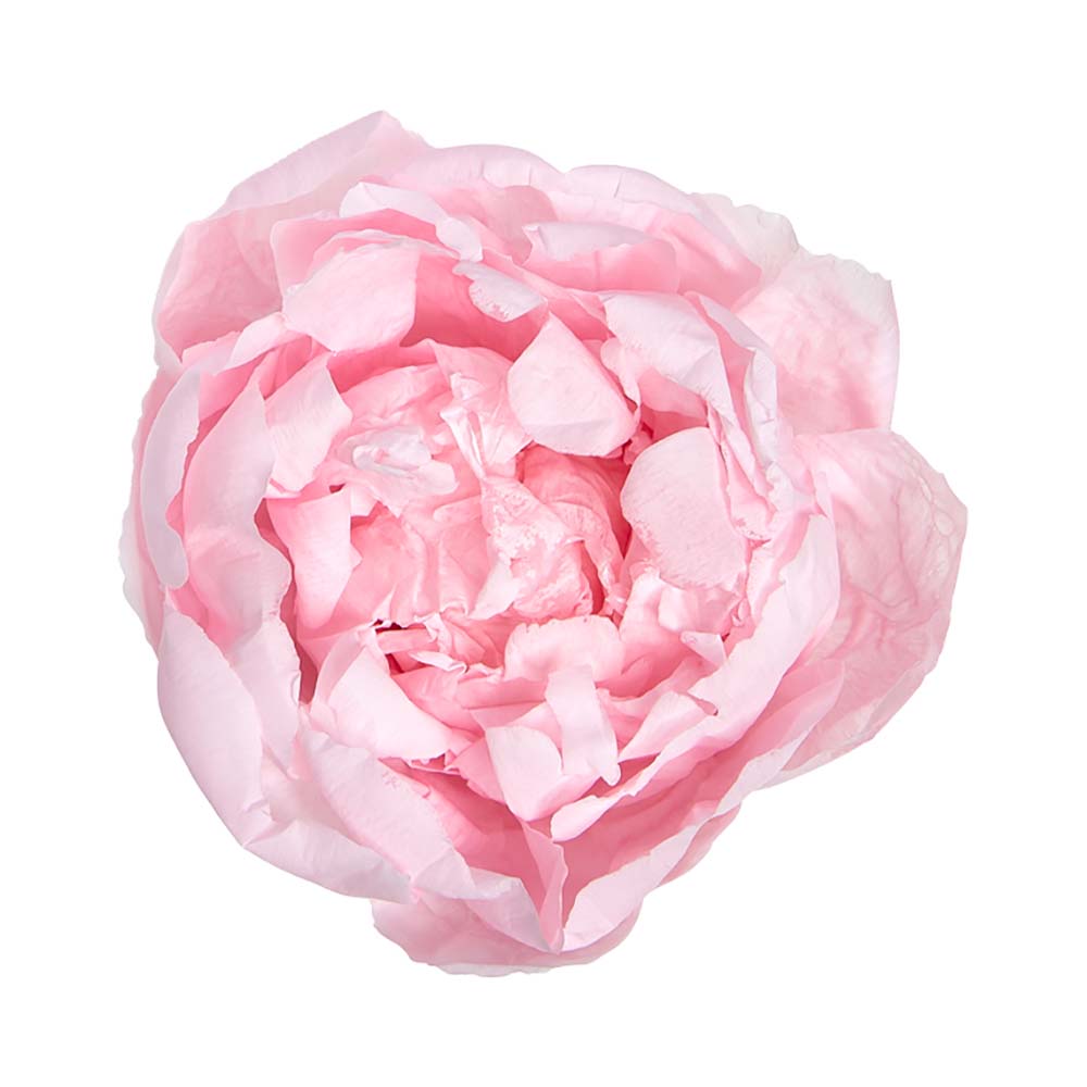 Box Peonia stabilizzata