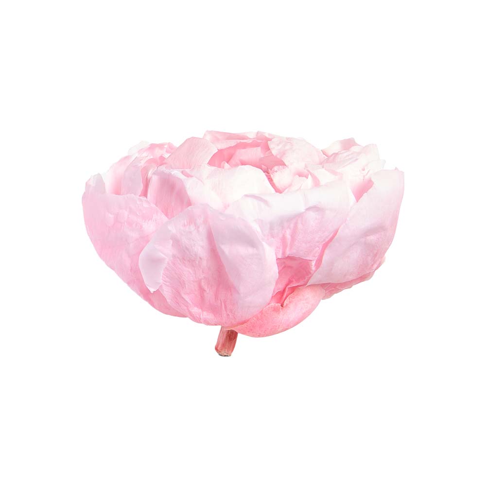 Box Peonia stabilizzata - immagine 2