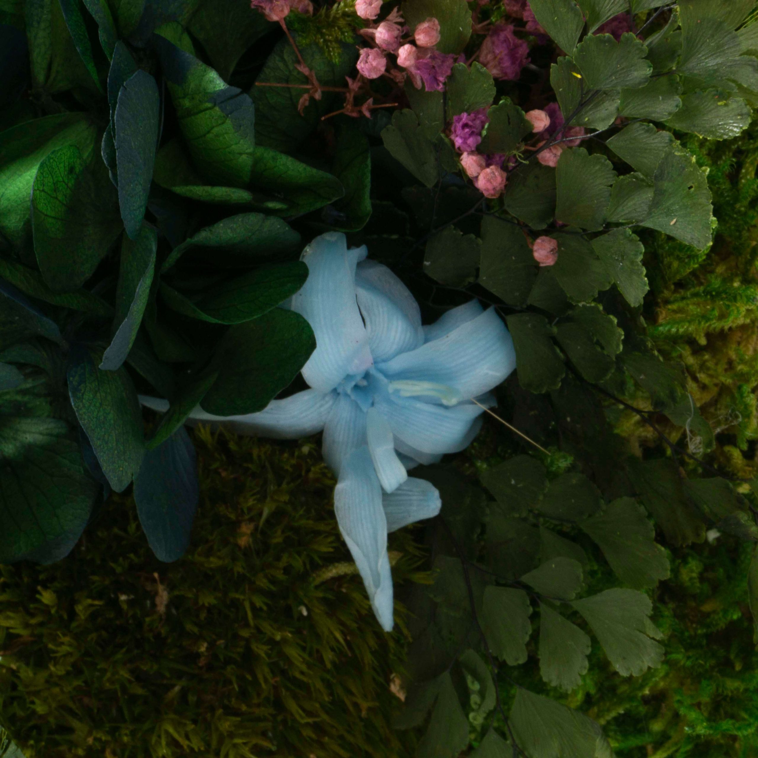 Quadro Fiori stabilizzati - immagine 4