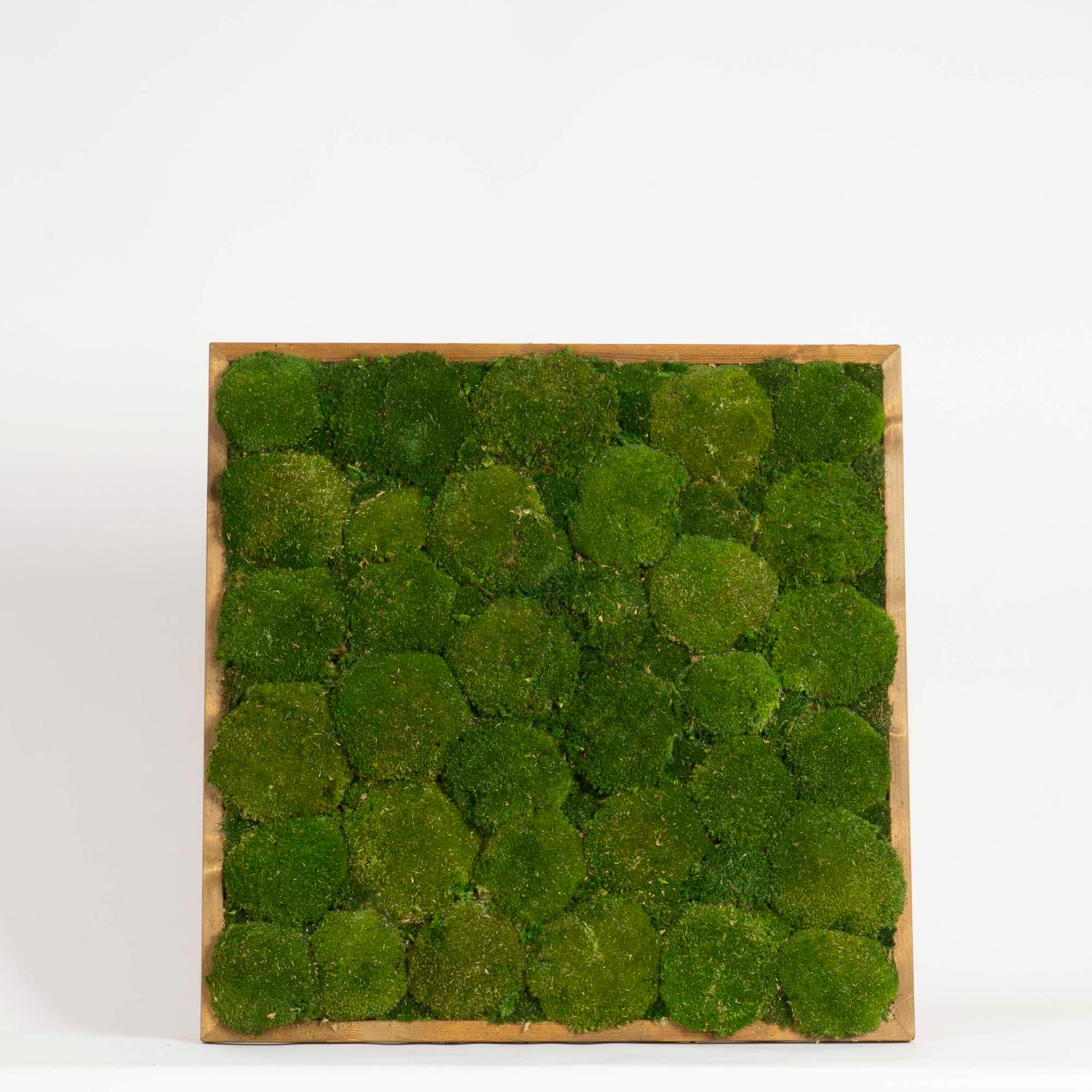 Quadro Muschio roccioso