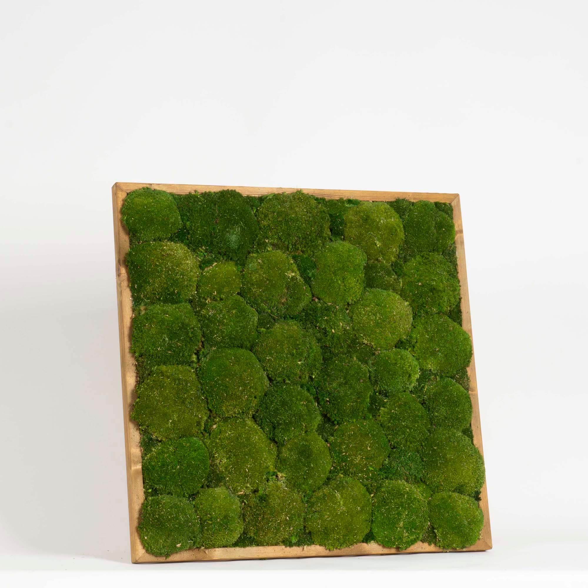 Quadro Muschio roccioso - immagine 2