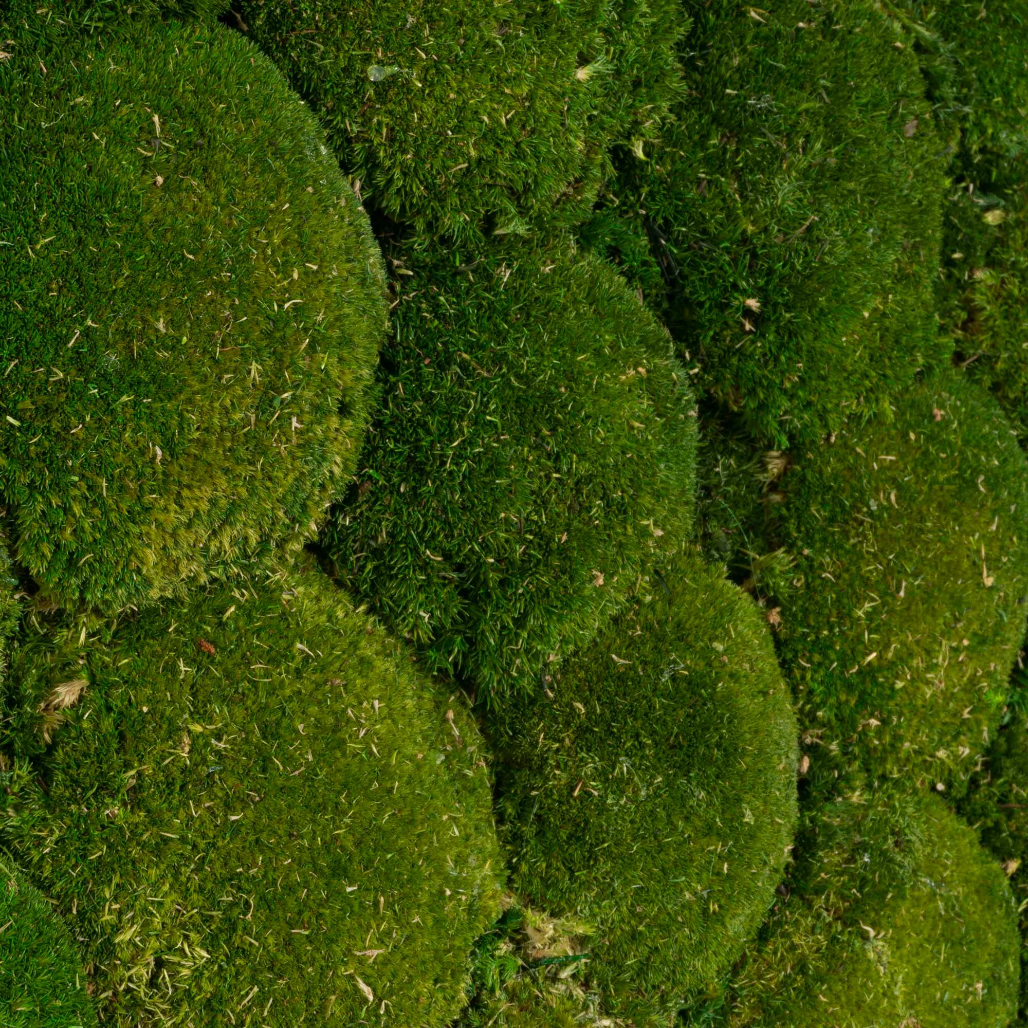 Quadro Muschio roccioso - immagine 4