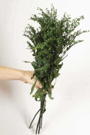 Solidago verde