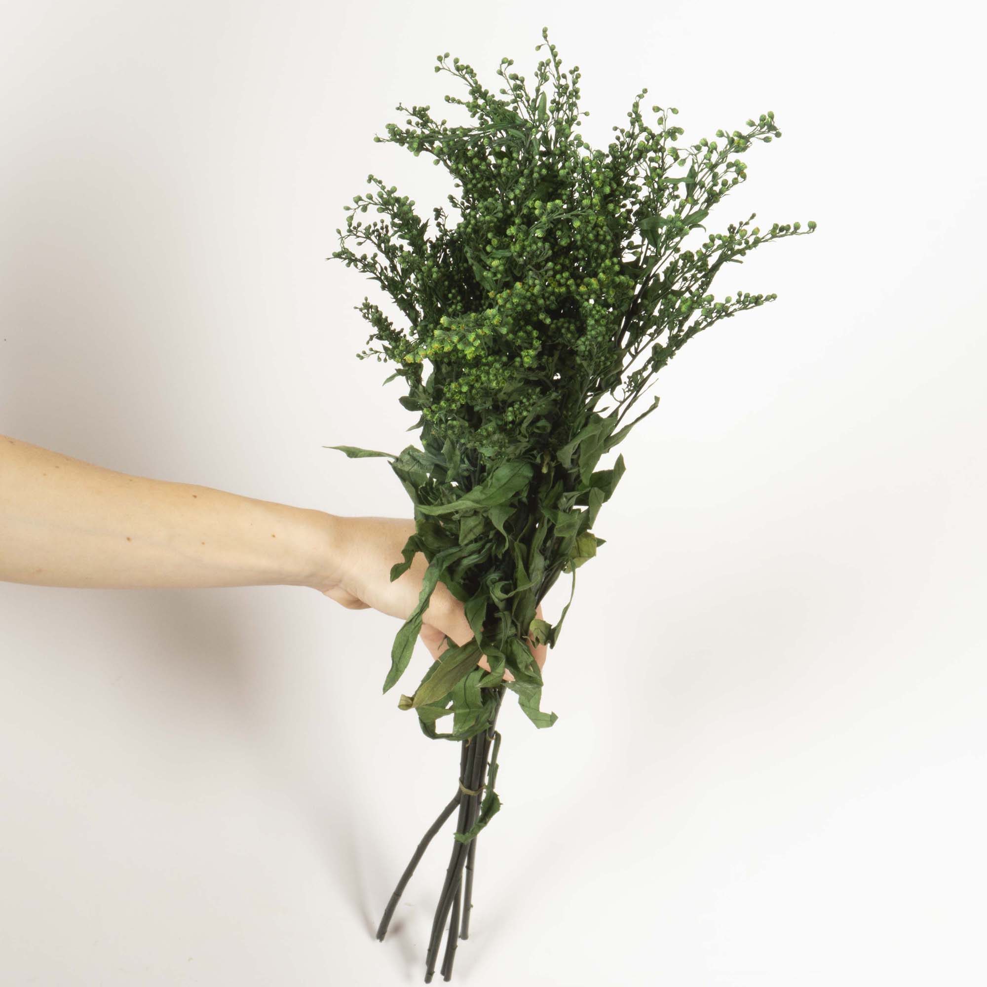 Solidago verde