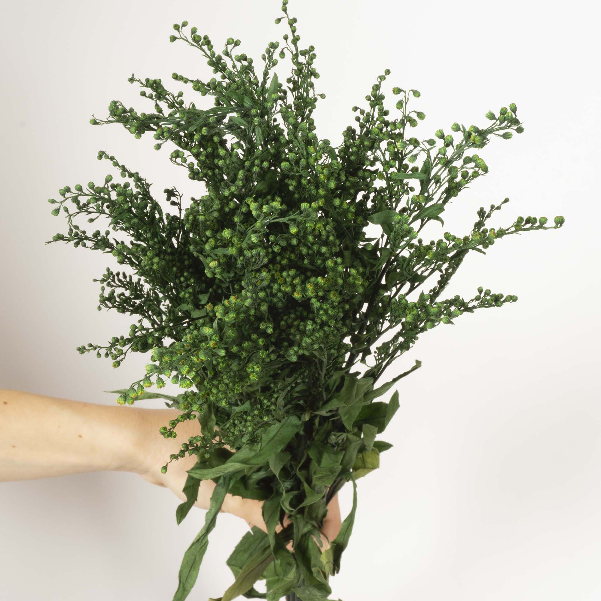 Solidago verde - immagine 2