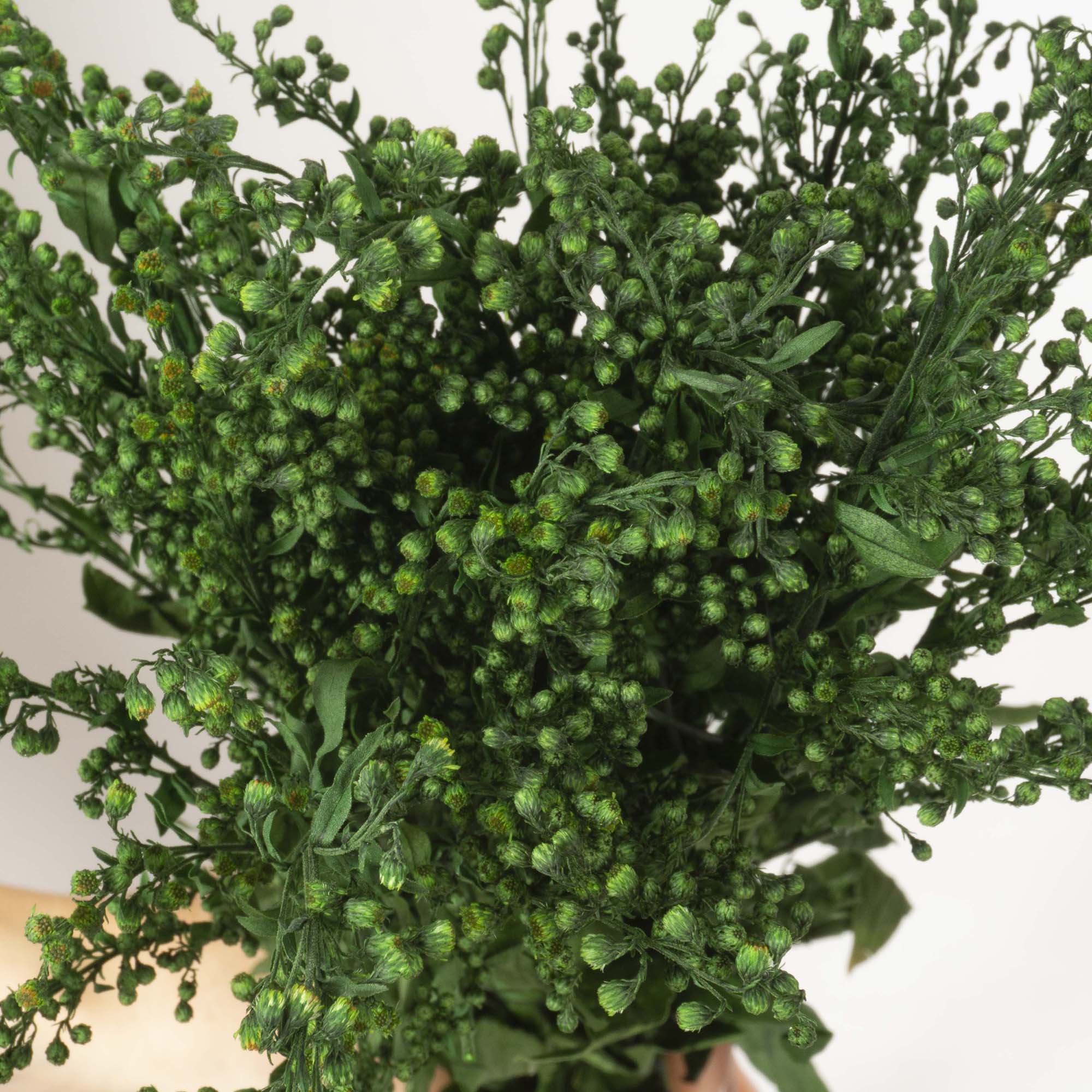 Solidago verde - immagine 3