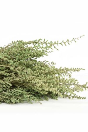 Stoebe verde