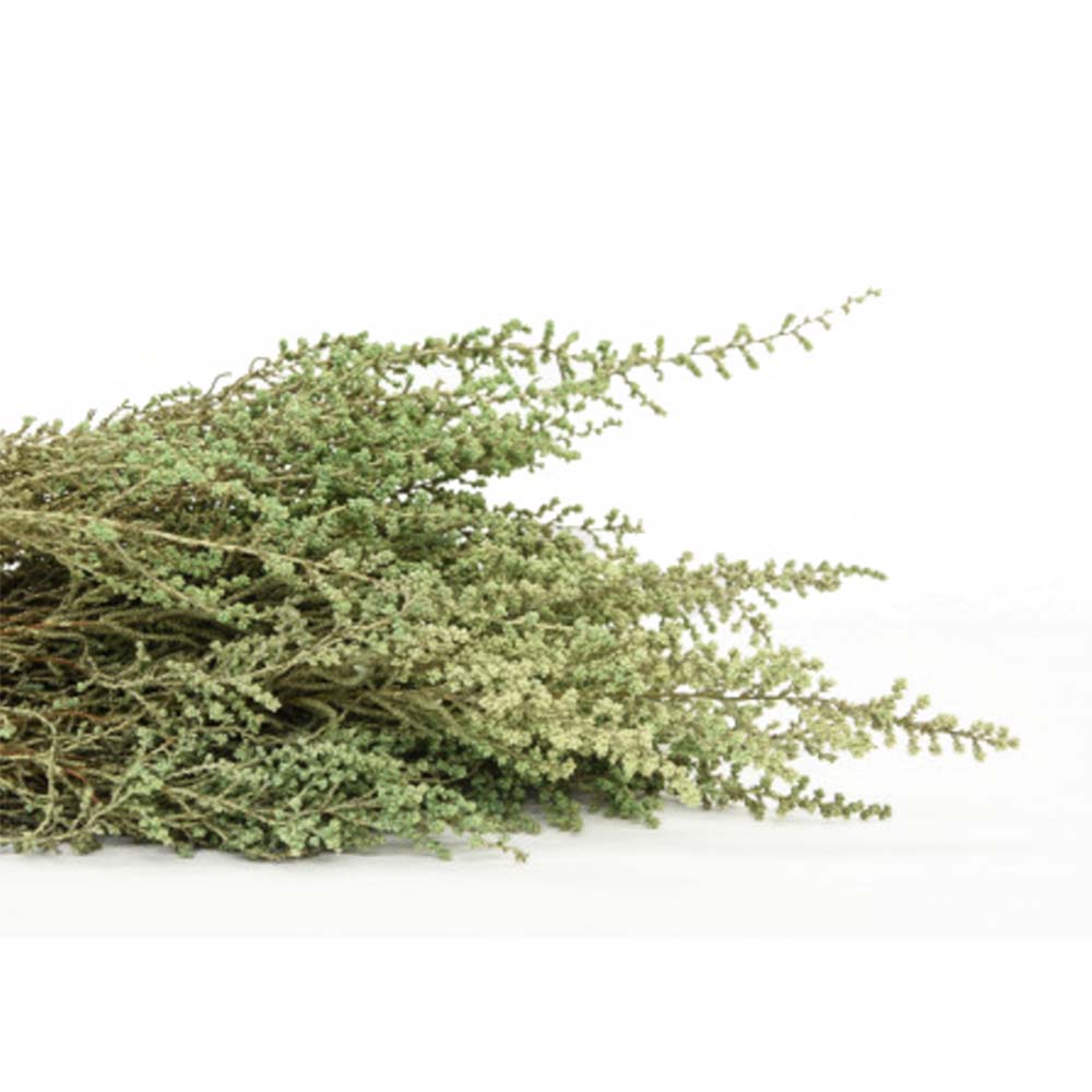 Stoebe verde