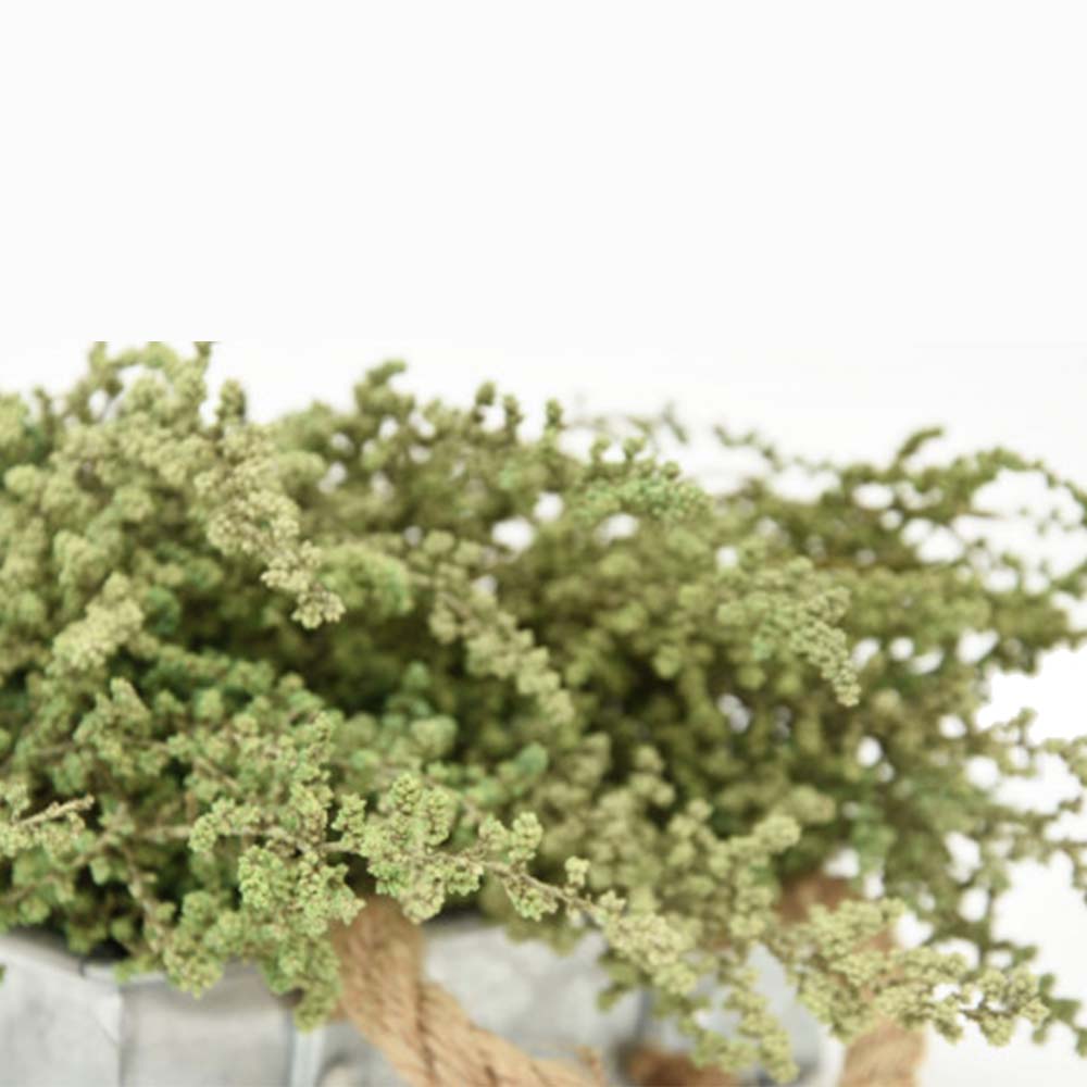 Stoebe verde - immagine 2