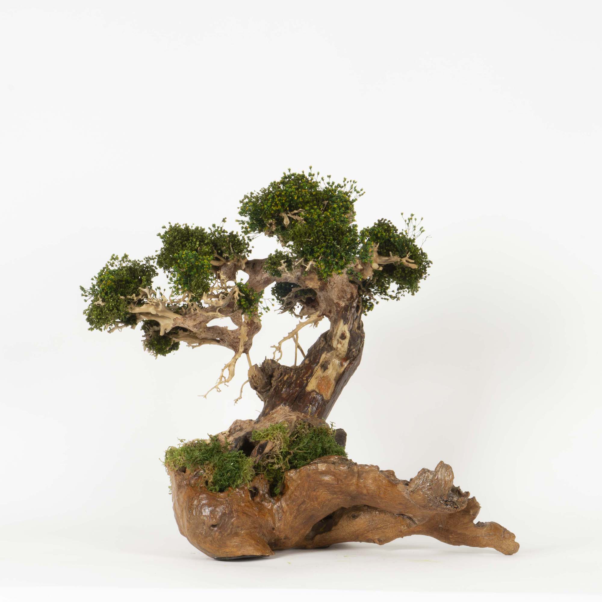 Bonsai su radica Broom press