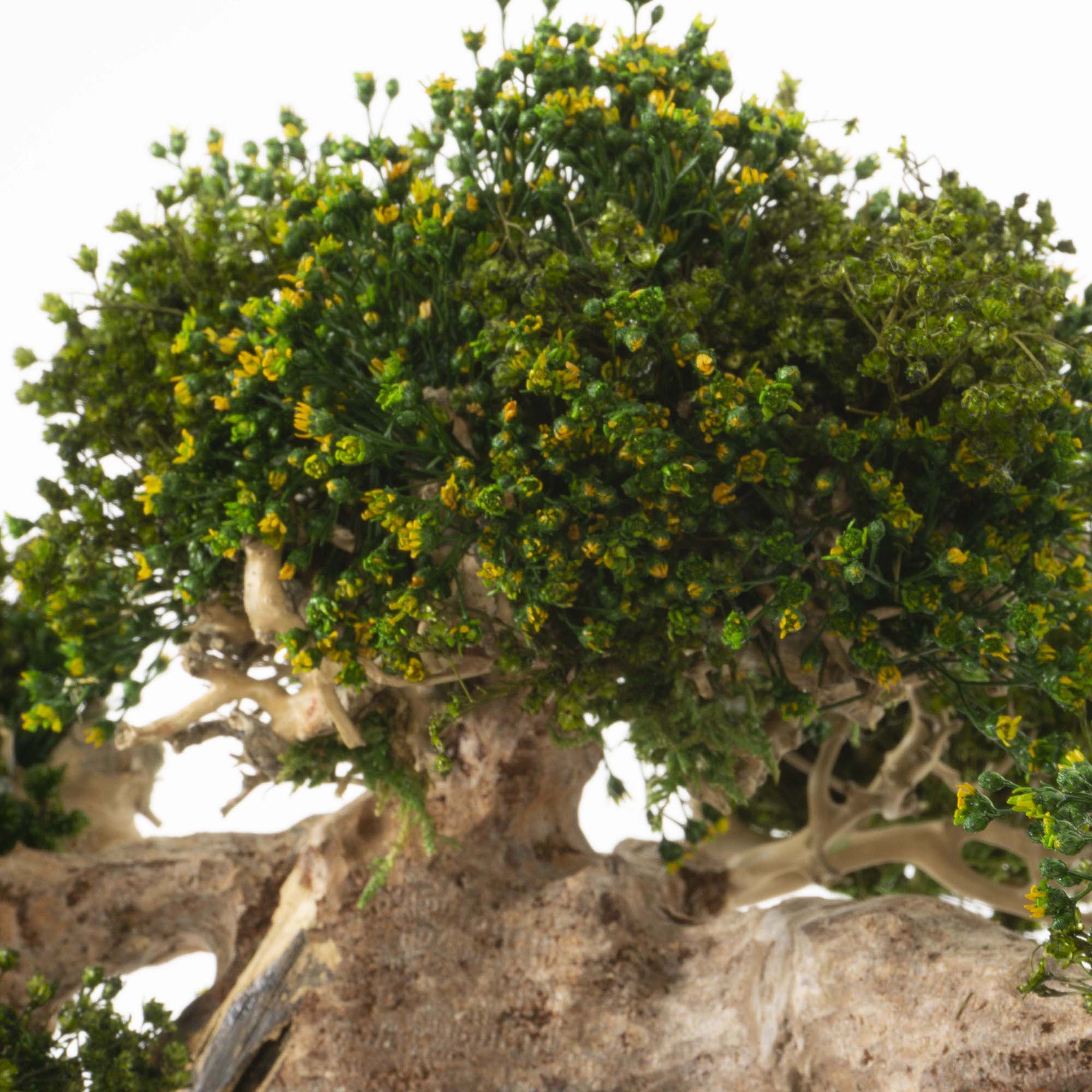 Bonsai su radica Broom press - immagine 10