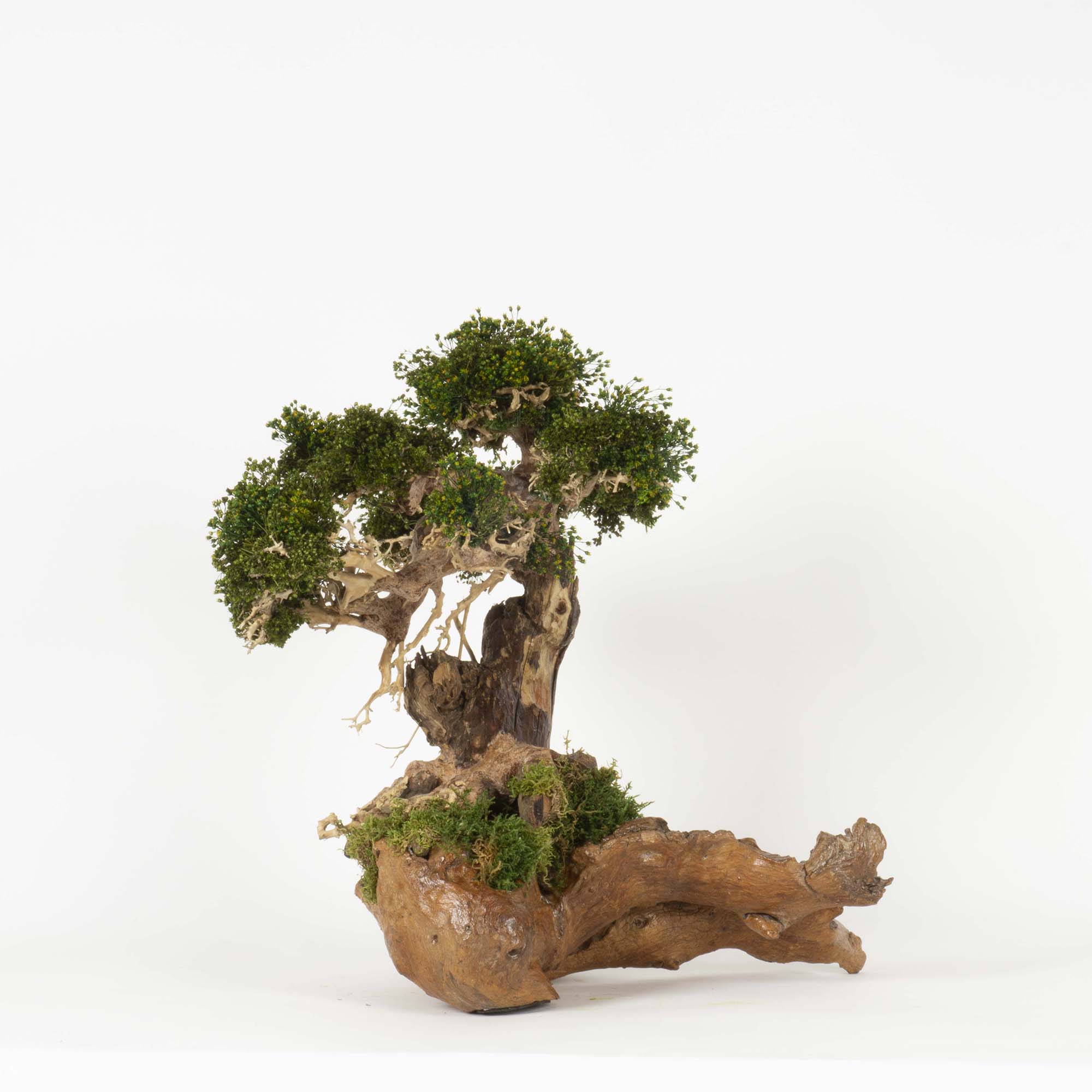 Bonsai su radica Broom press - immagine 2
