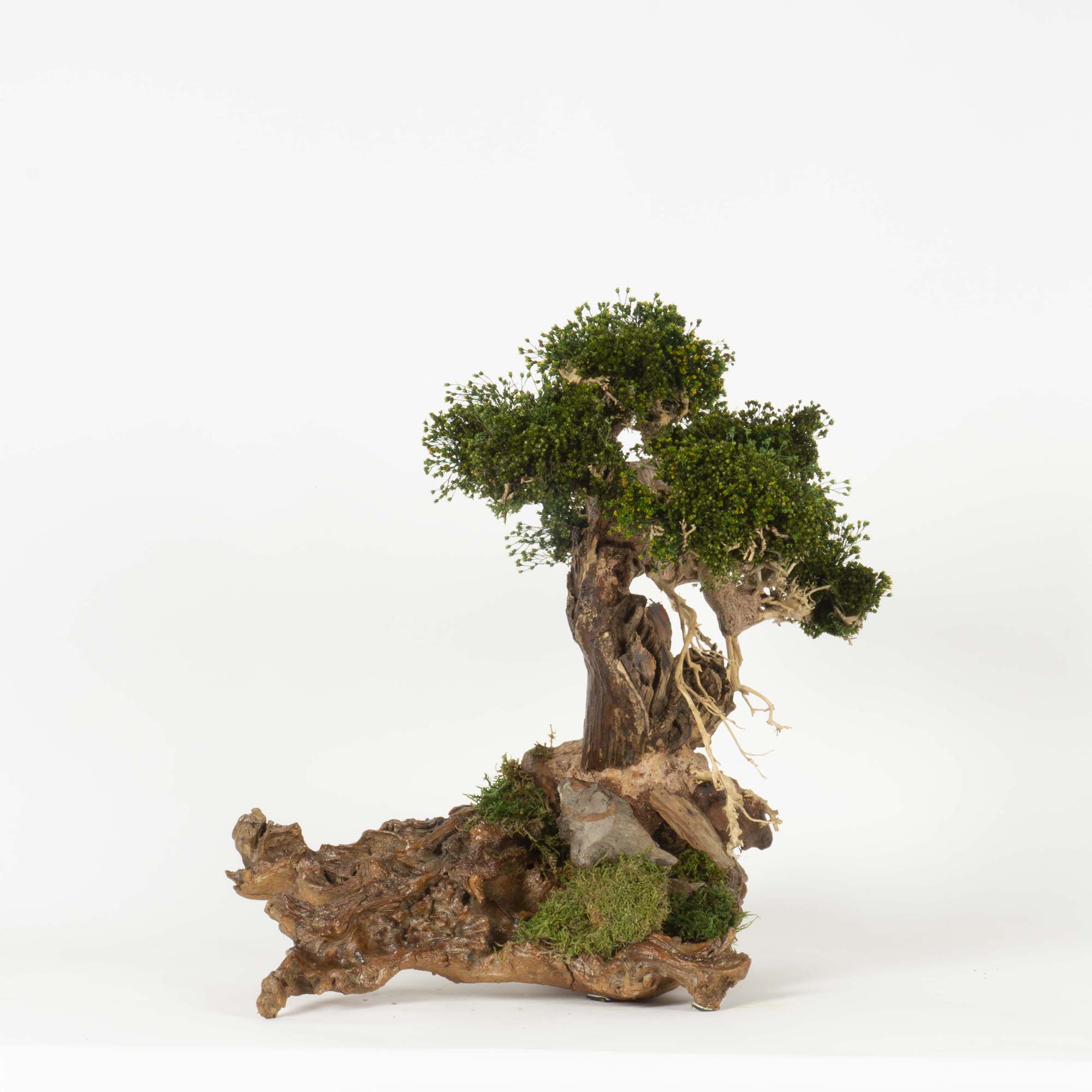 Bonsai su radica Broom press - immagine 4