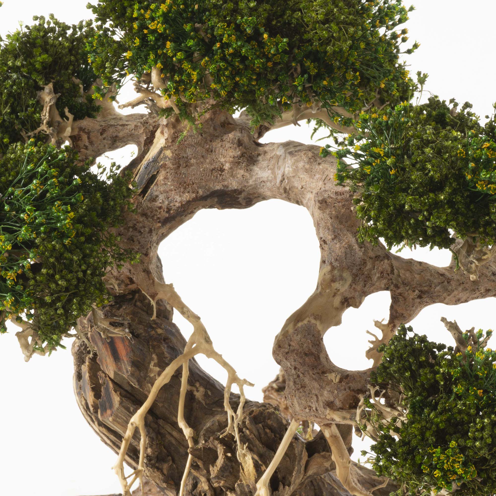 Bonsai su radica Broom press - immagine 3