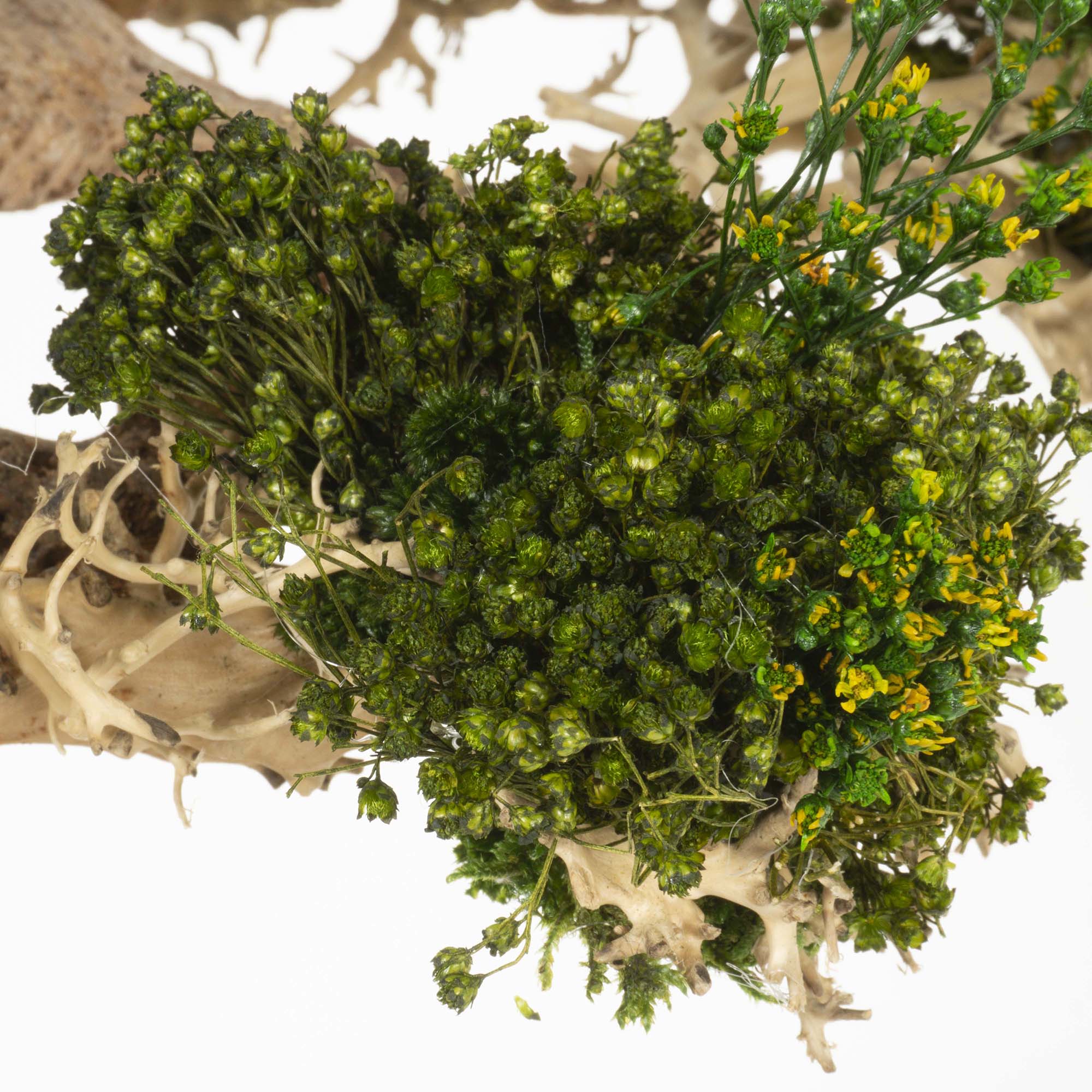 Bonsai su radica Broom press - immagine 5