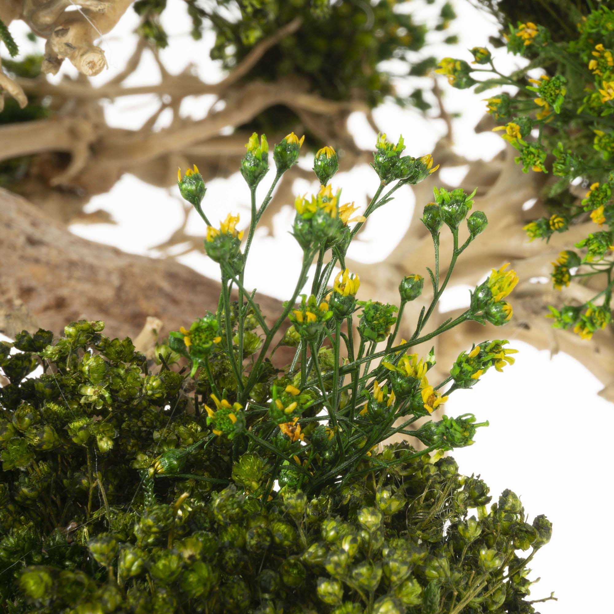 Bonsai su radica Broom press - immagine 6