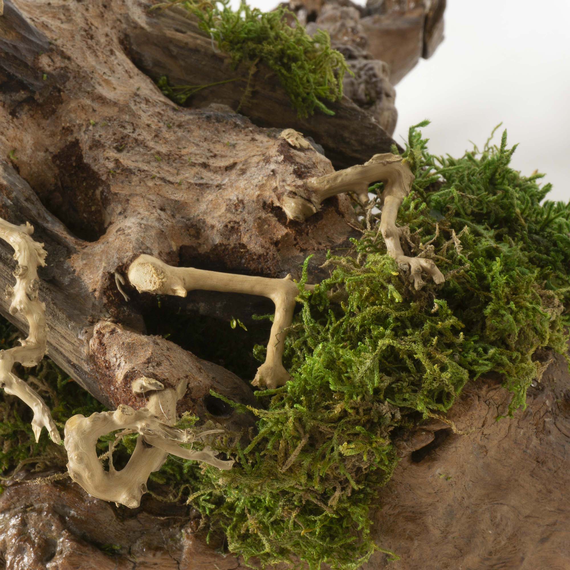 Bonsai su radica Broom press - immagine 7