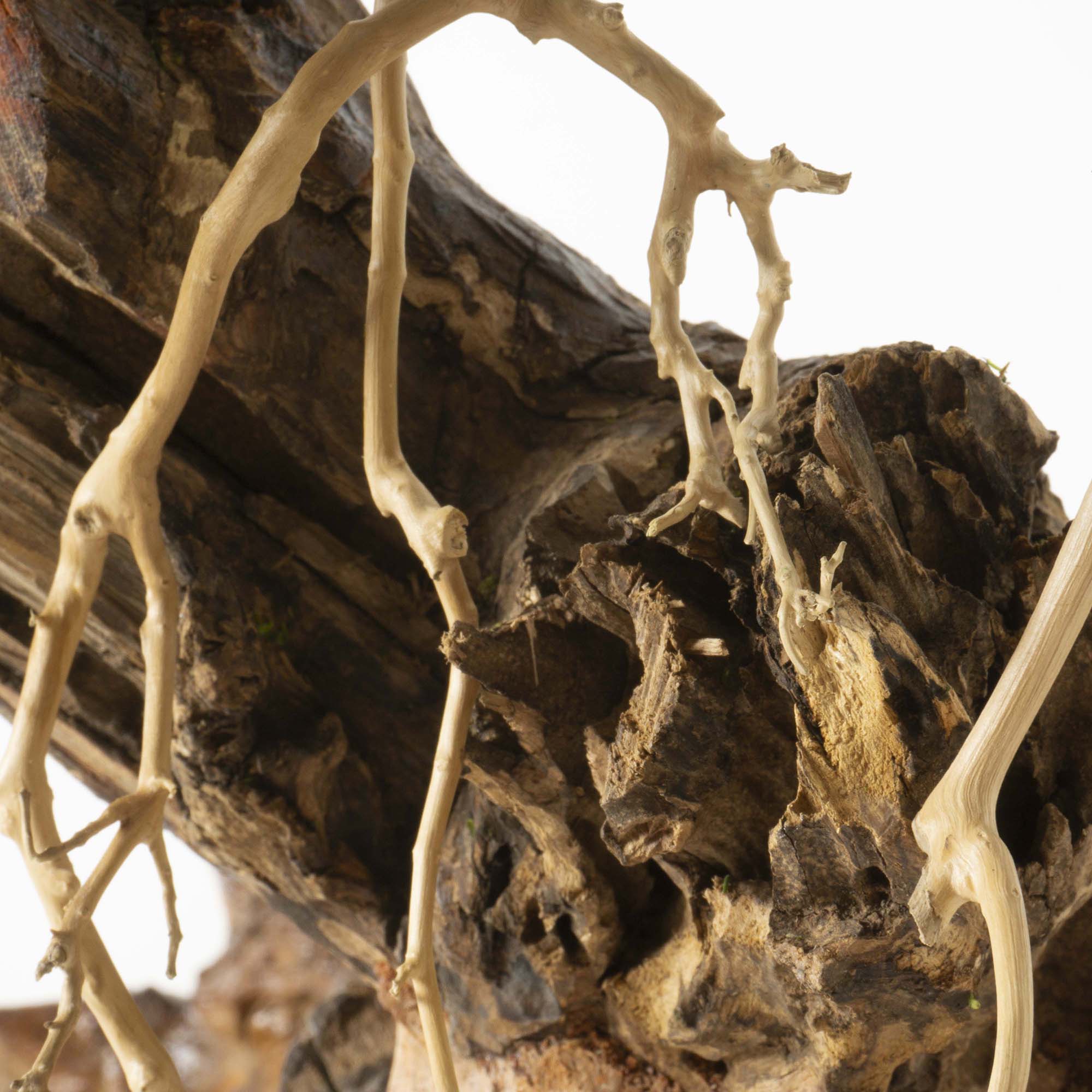 Bonsai su radica Broom press - immagine 8