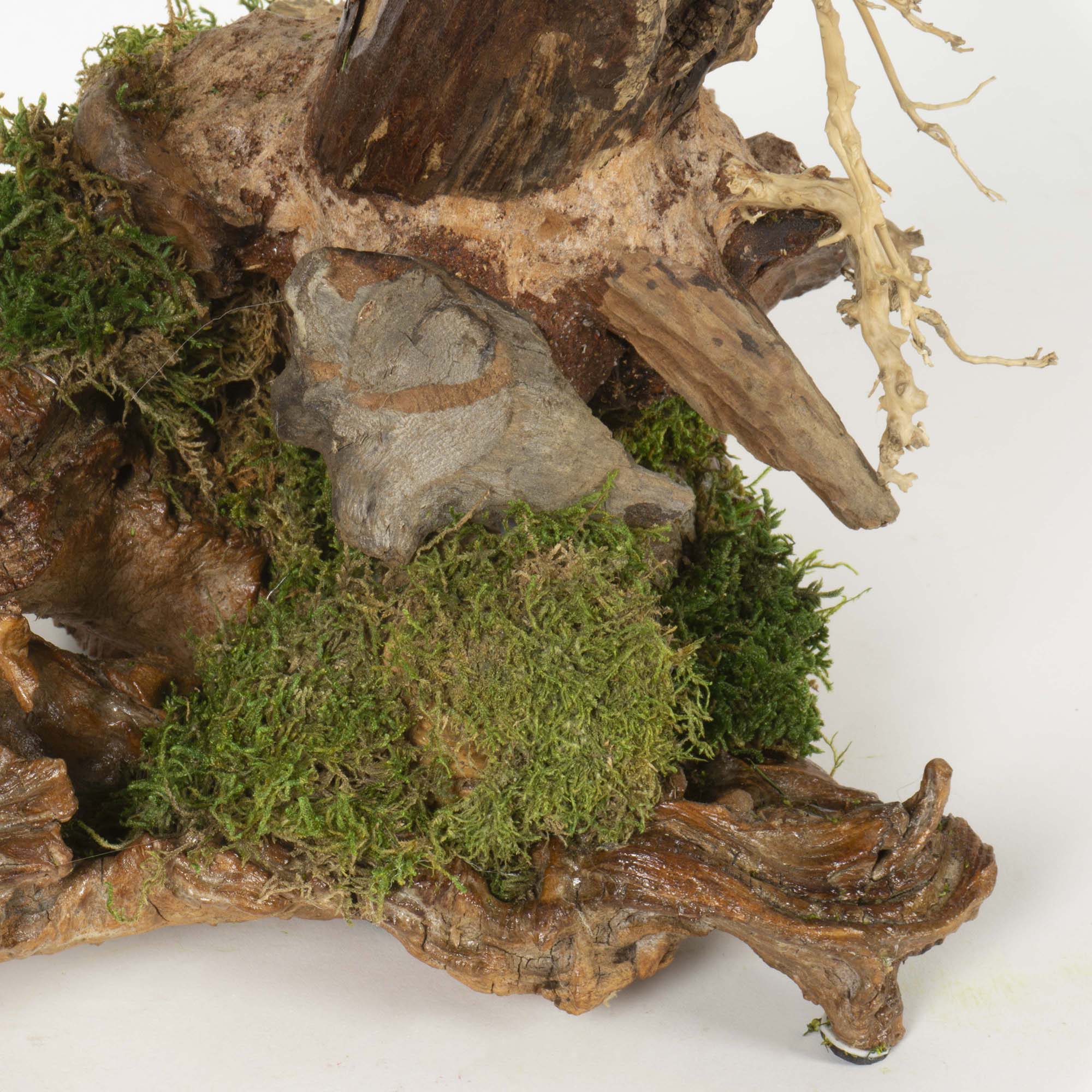 Bonsai su radica Broom press - immagine 9