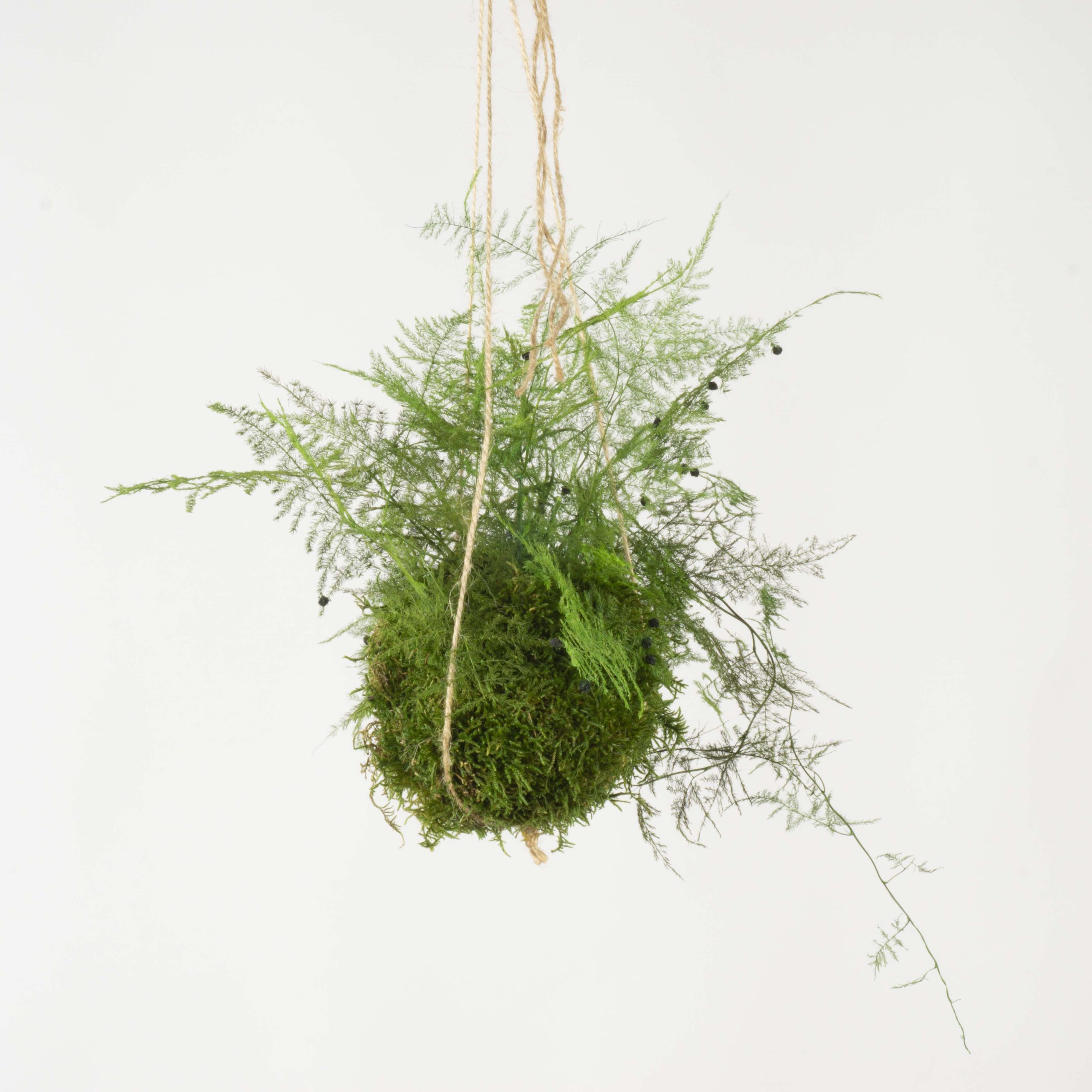 Kokedama Asparago - immagine 2