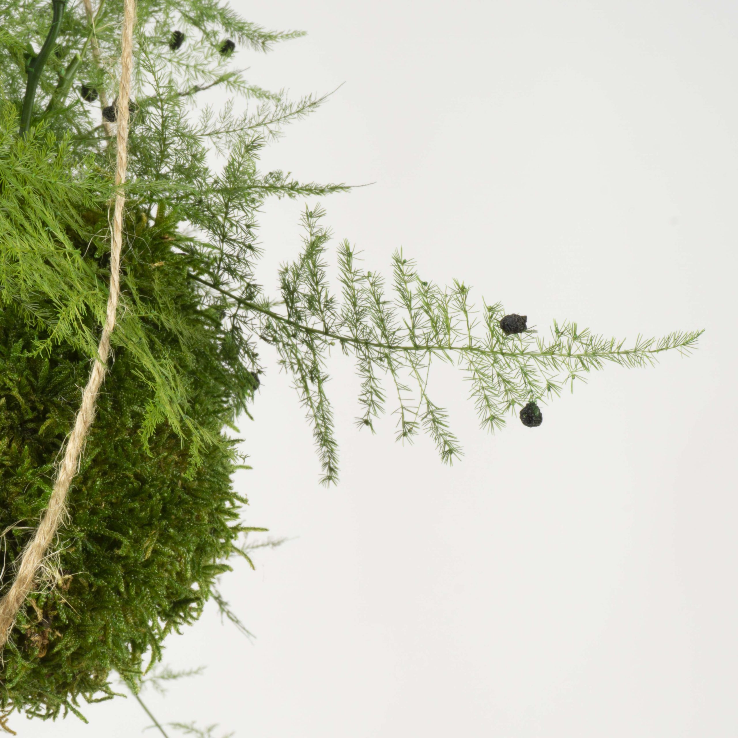 Kokedama Asparago - immagine 3