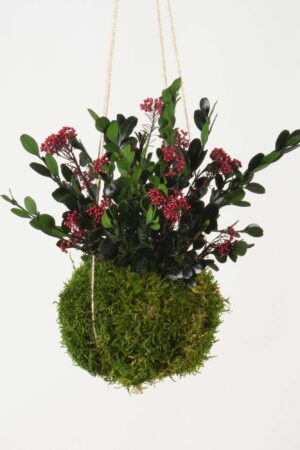 Kokedama Buxus