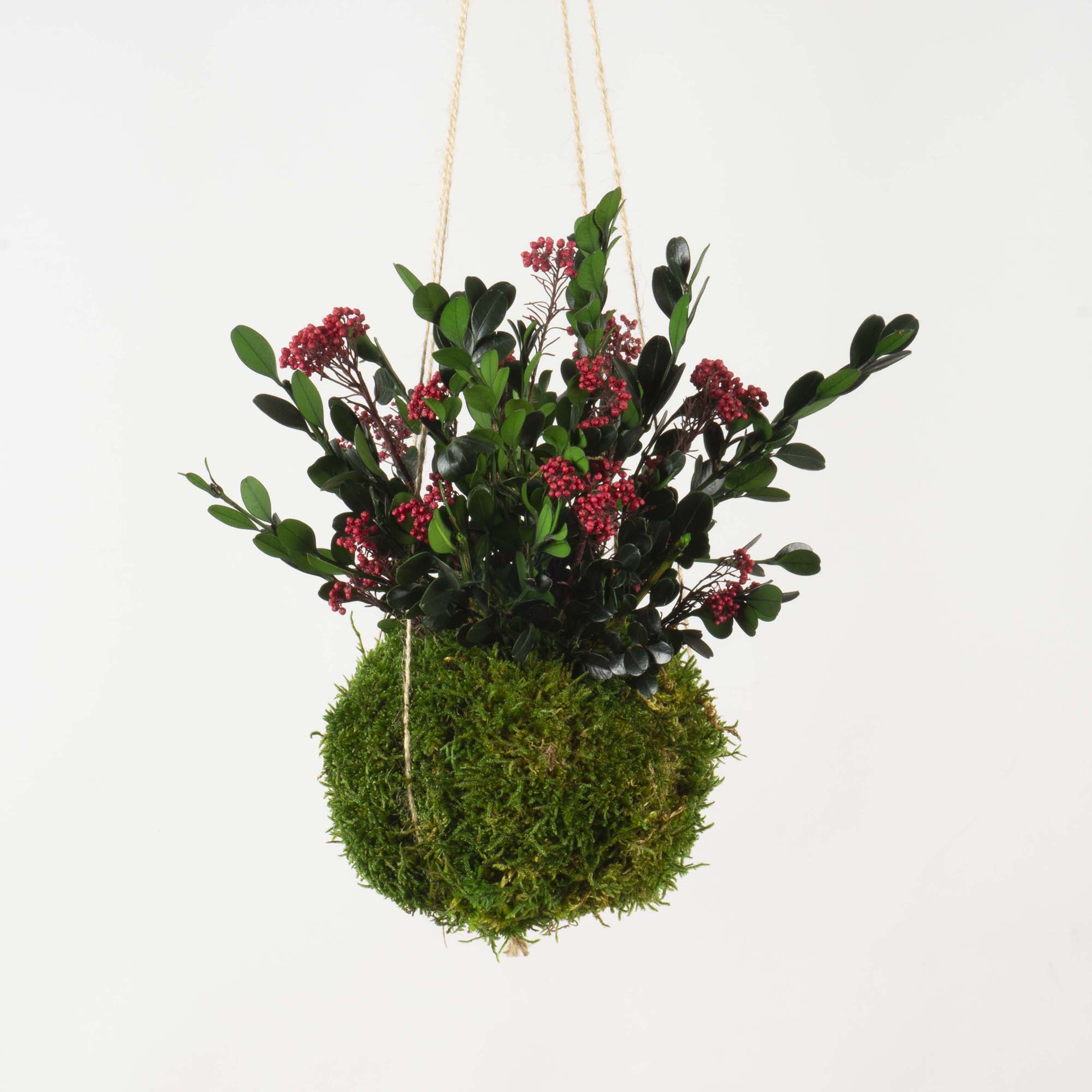 Kokedama Buxus