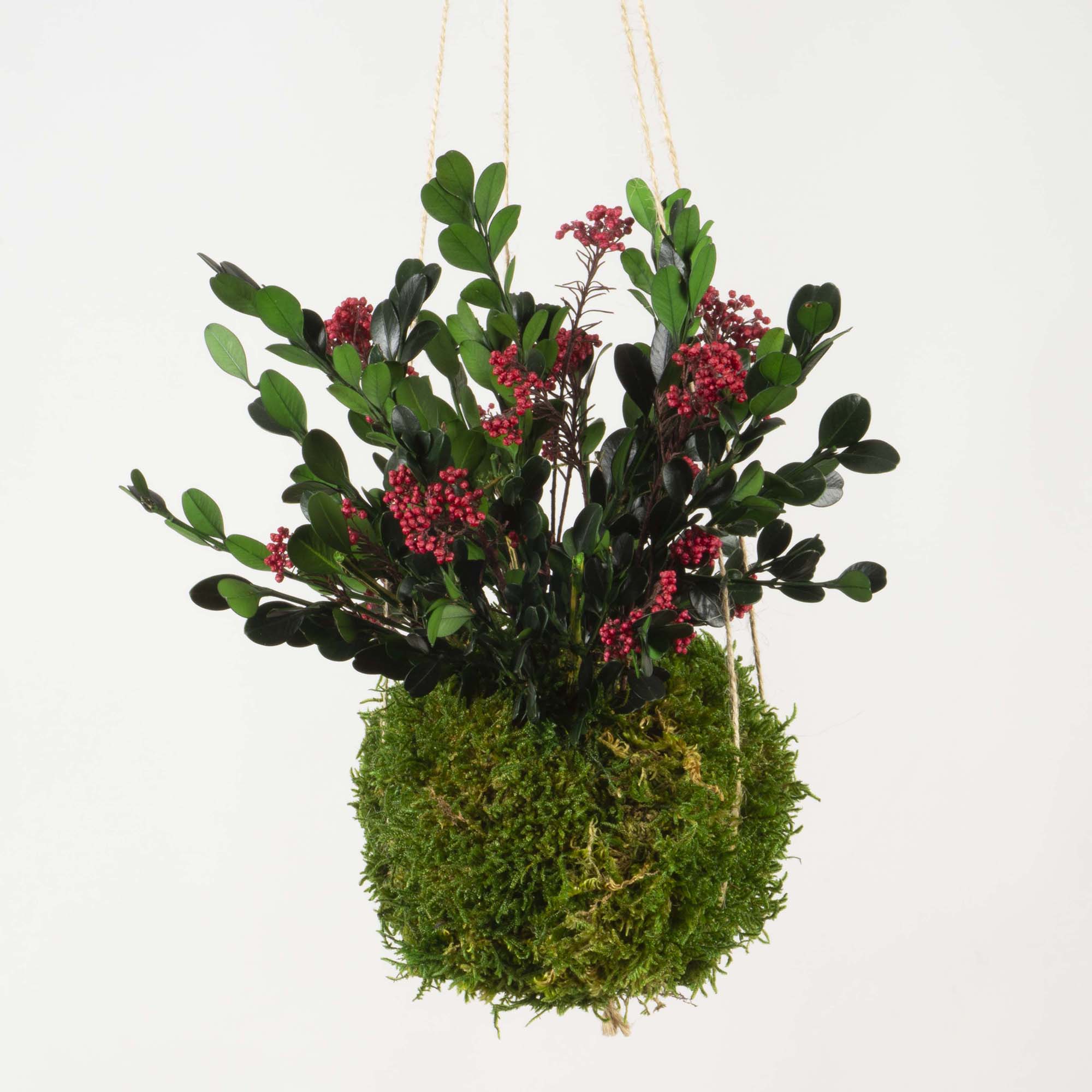 Kokedama Buxus - immagine 2
