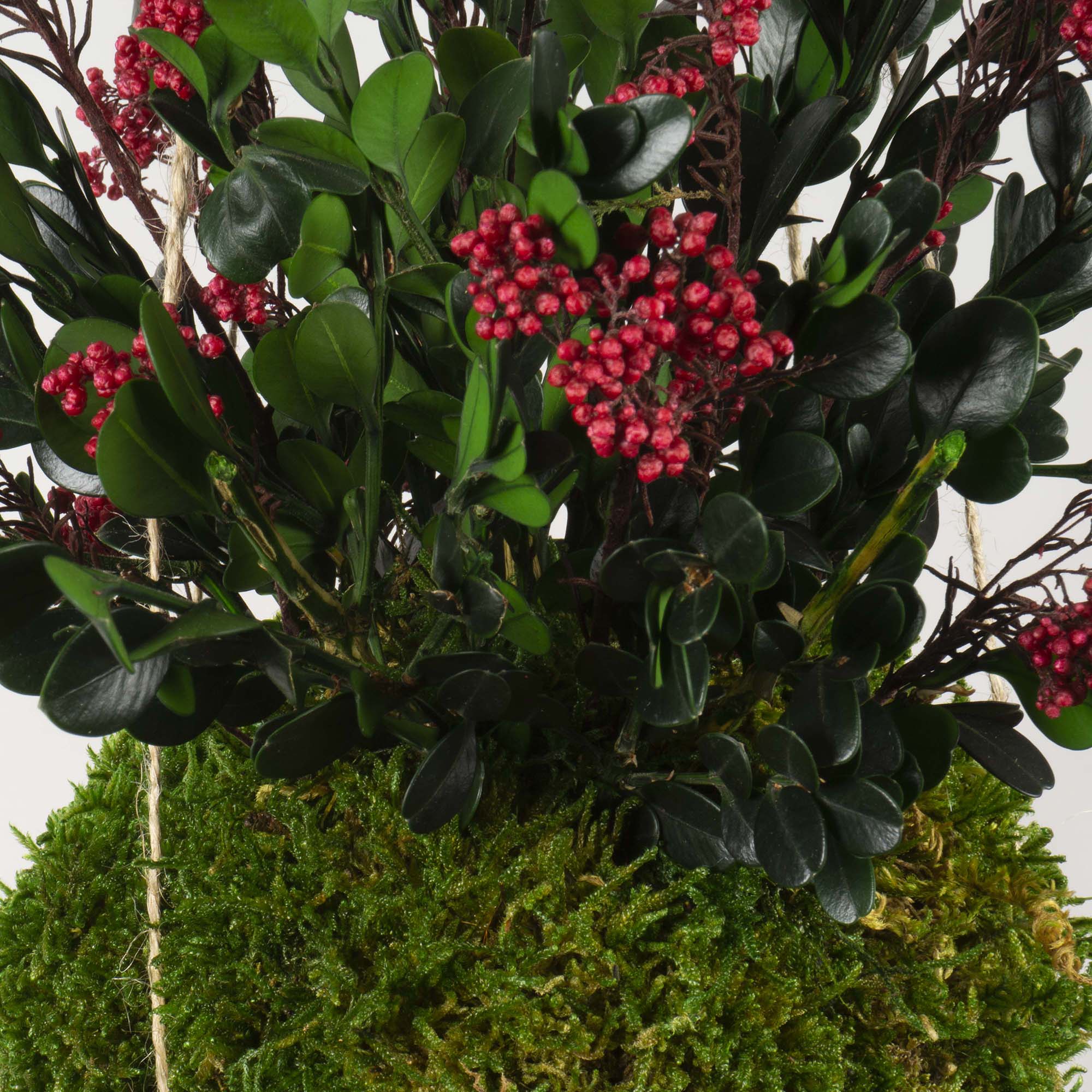 Kokedama Buxus - immagine 4
