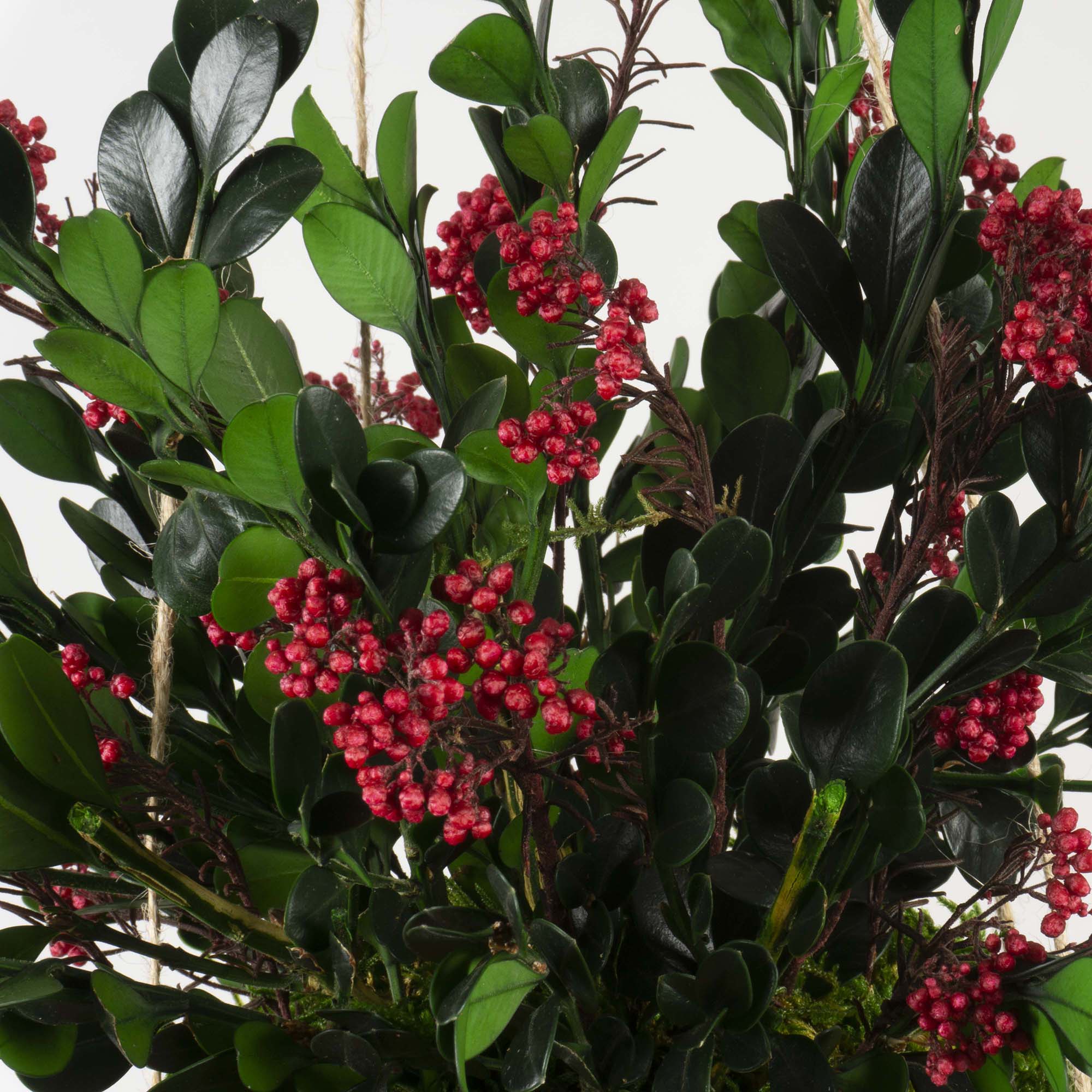 Kokedama Buxus - immagine 3