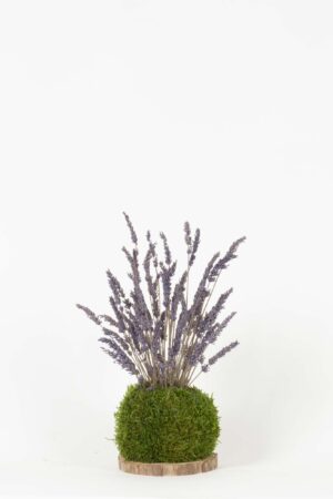 Kokedama Lavanda