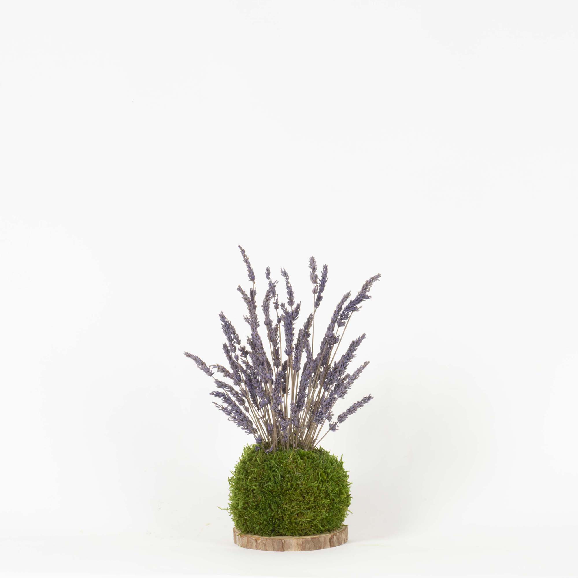Kokedama Lavanda