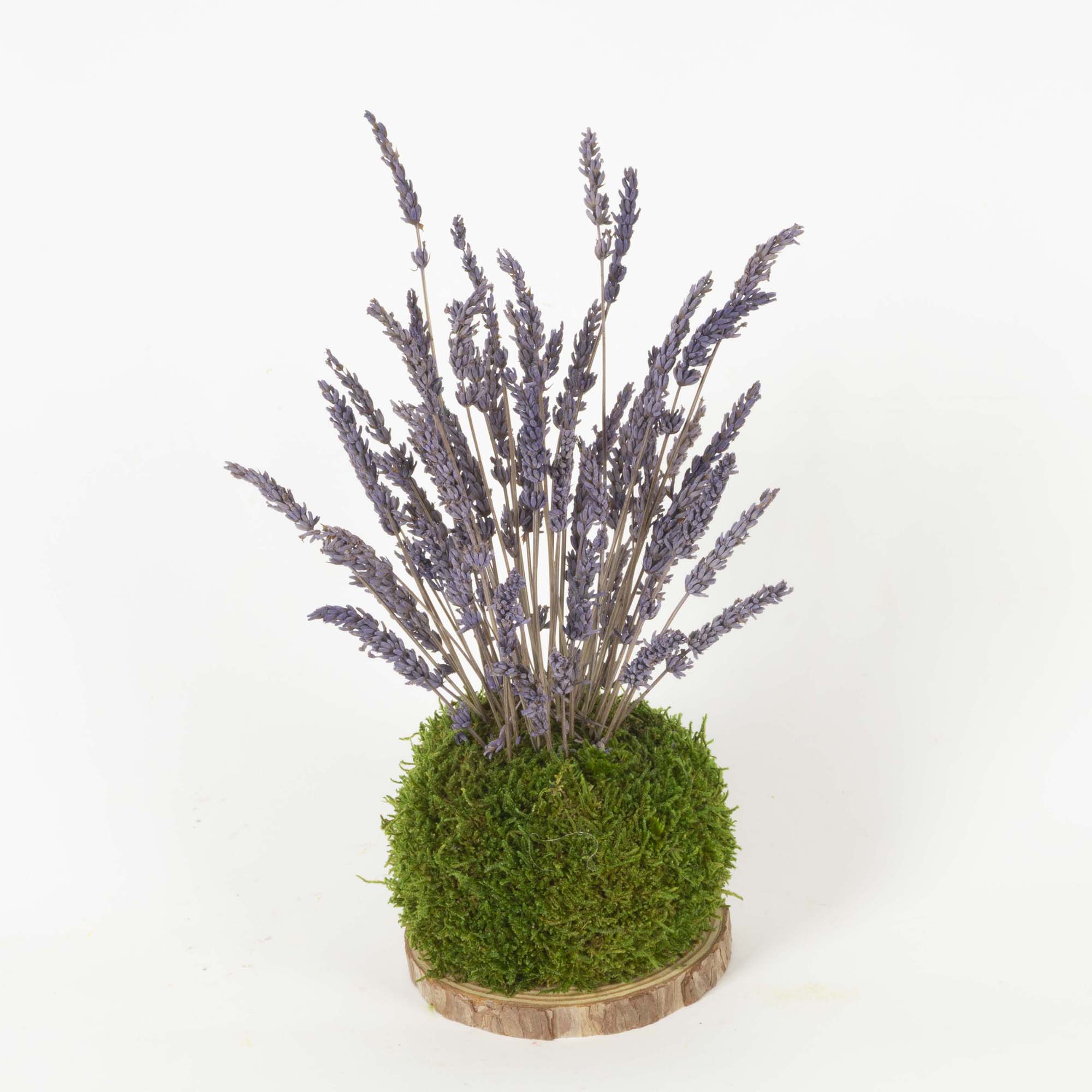 Kokedama Lavanda - immagine 2