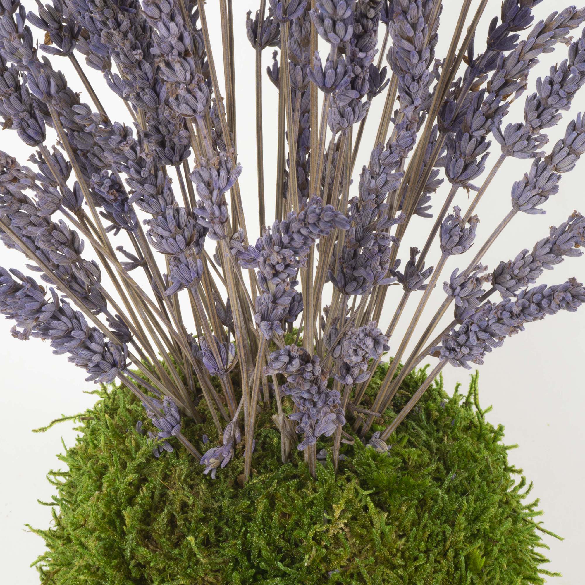 Kokedama Lavanda - immagine 4