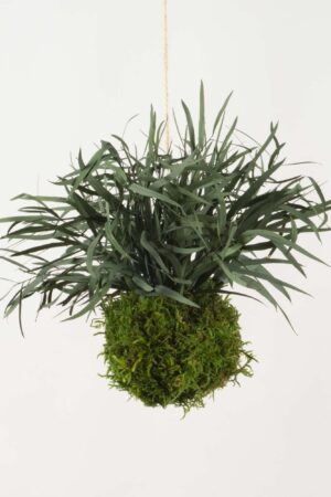 Kokedama Parvifolia verde